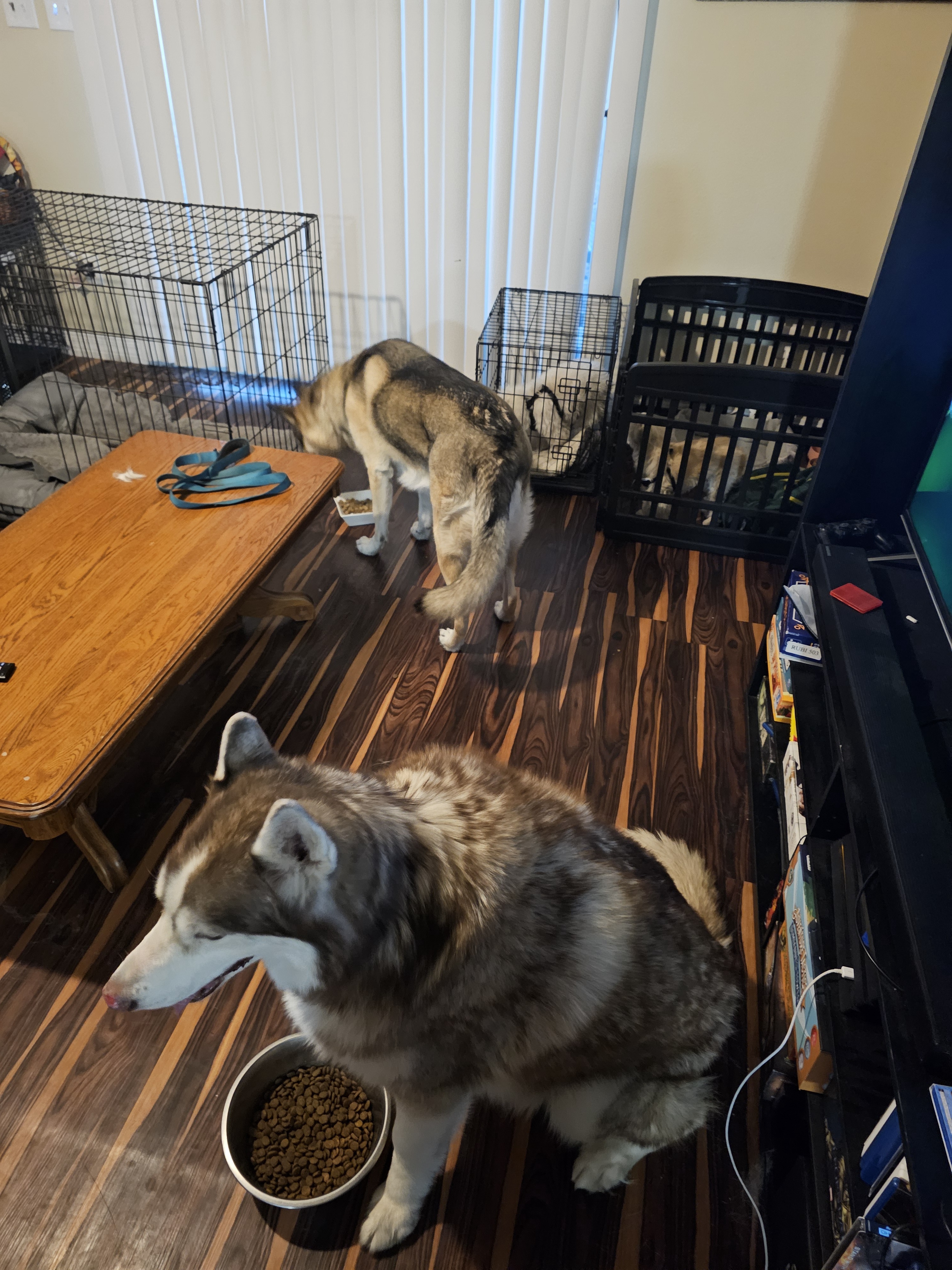 Meet Boba the Kennel and his three playful boarders: Quinnie the Playpen pup, Hektor the adventurous Husky, and Kiwi the lovable GSD-mix.