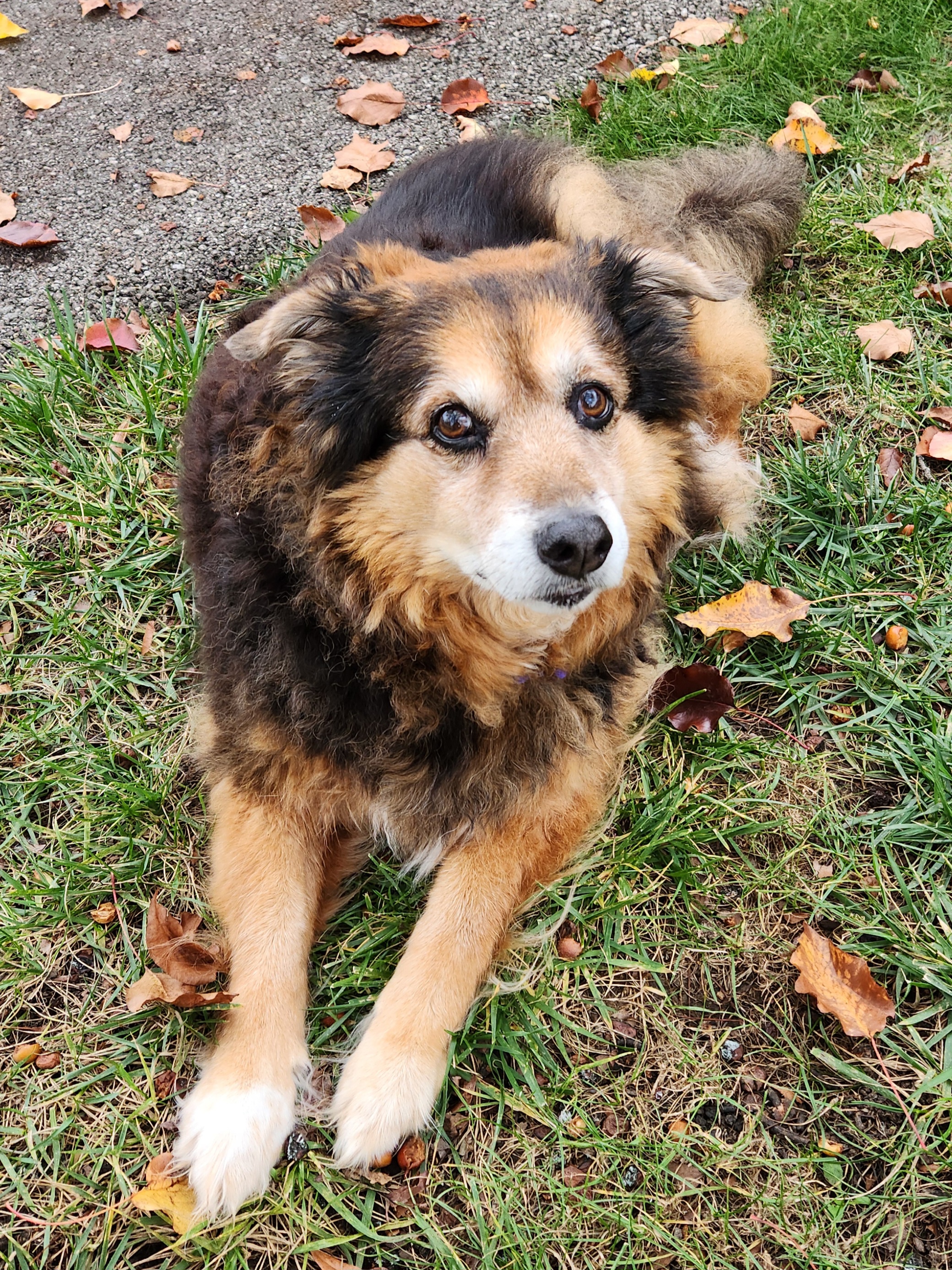 Peanut the Dog Chronicles: Day 1552 of Cuteness Overload