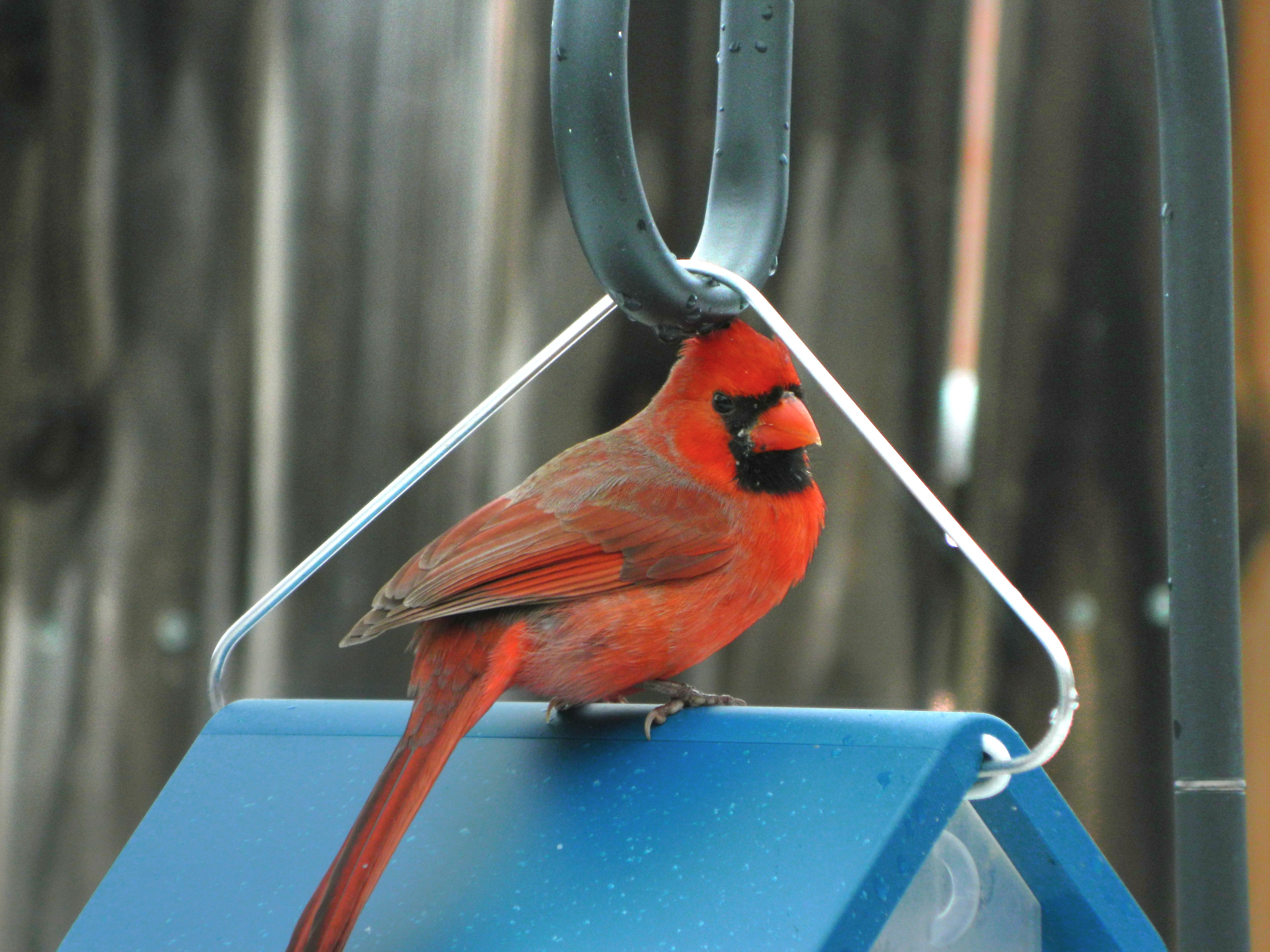 The Birds Are Loving Their New Feeder!