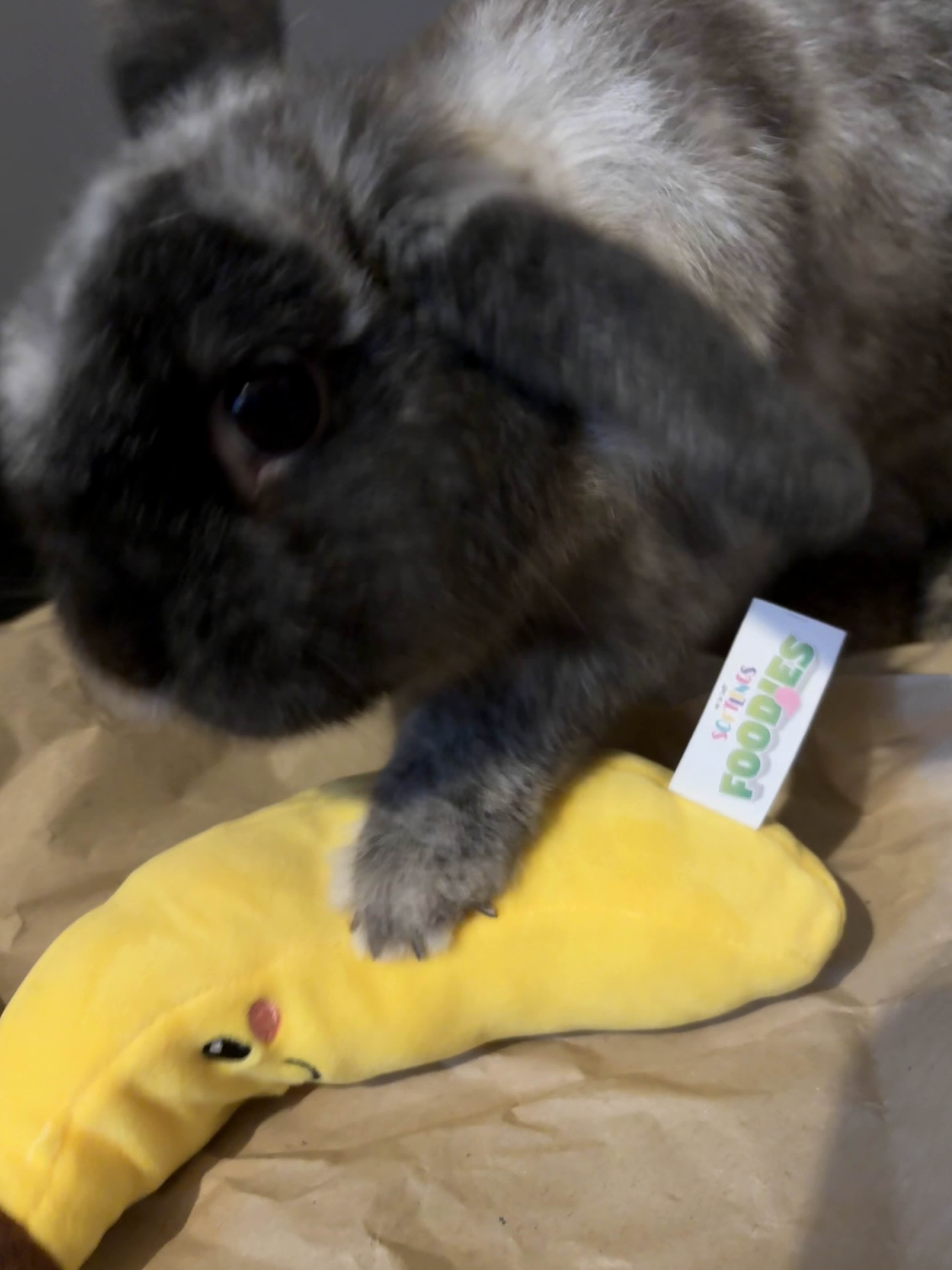 Oreo is thrilled with his new Christmas gift!