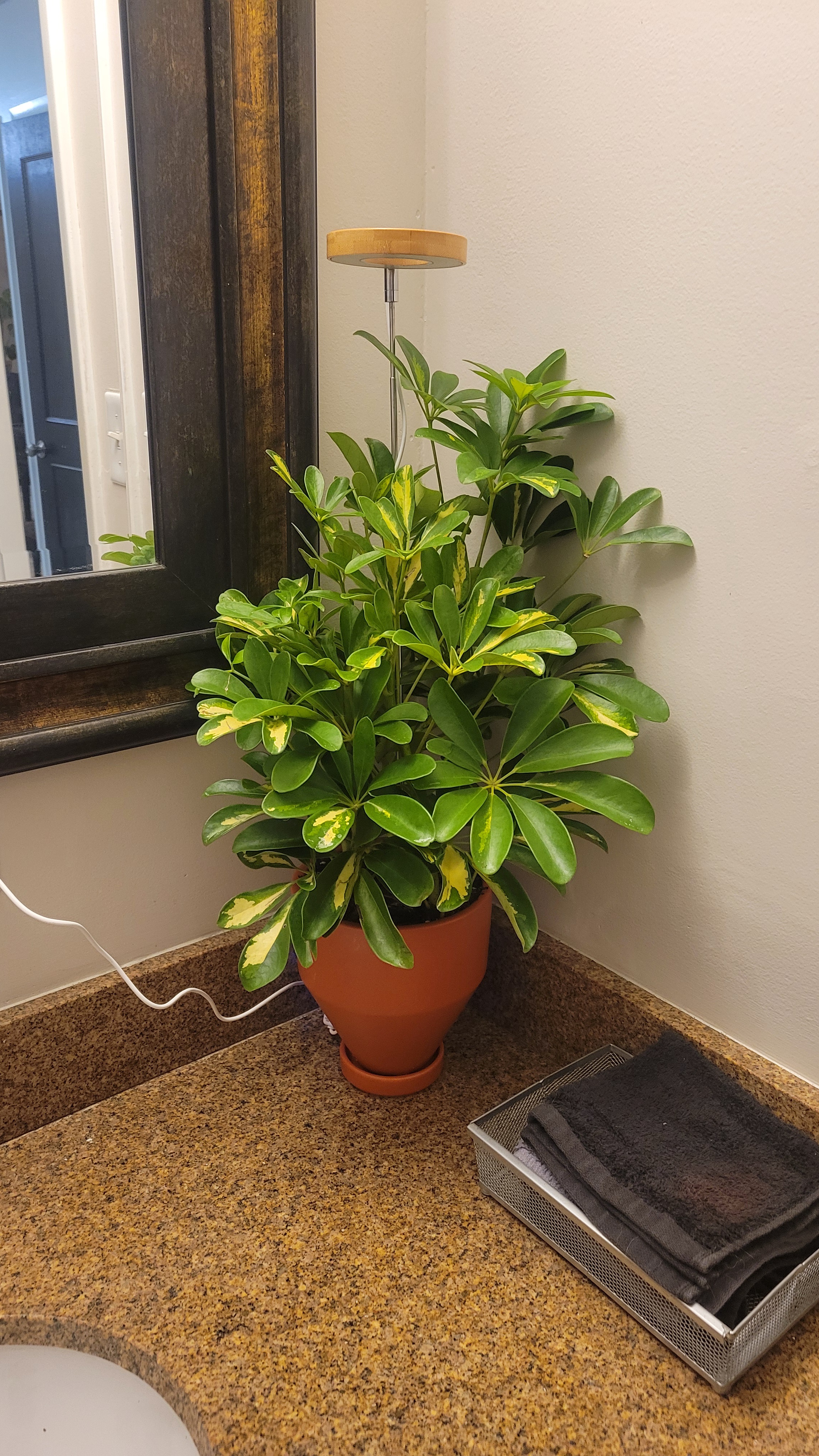 Golden Schefflera: The Quest for Happiness in My Home