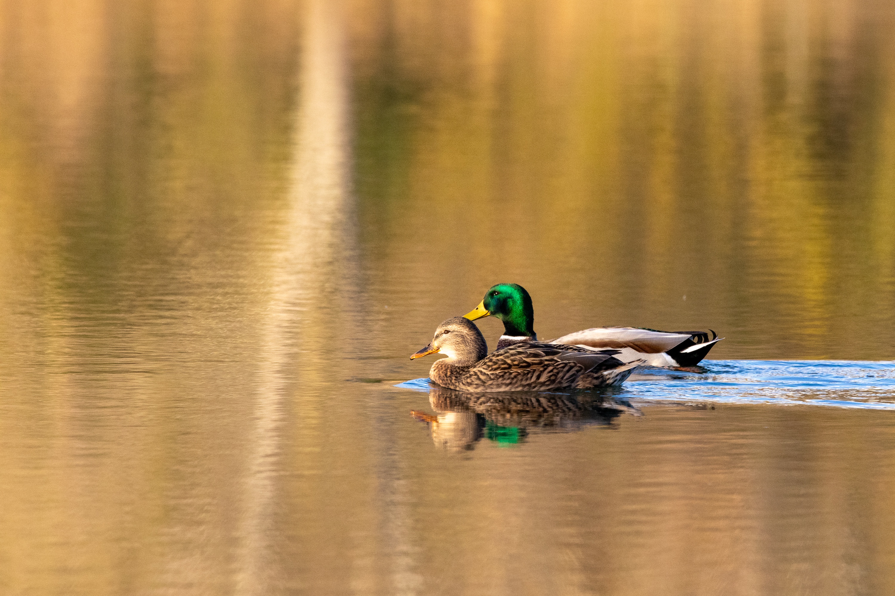 The Quirky World of Ducks