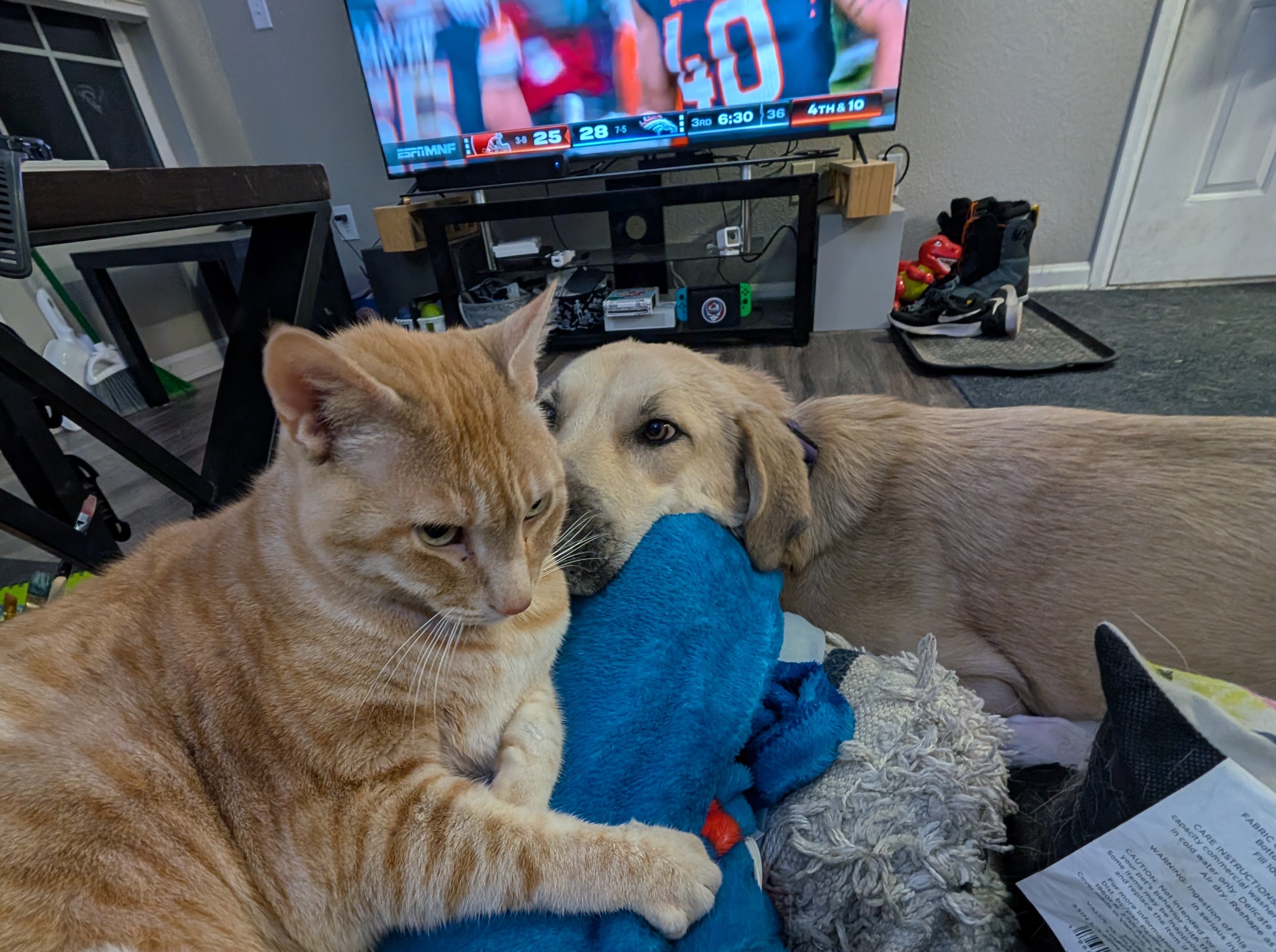 Grumpy Pants Alert: He’s not thrilled about sharing the pets with the dog!