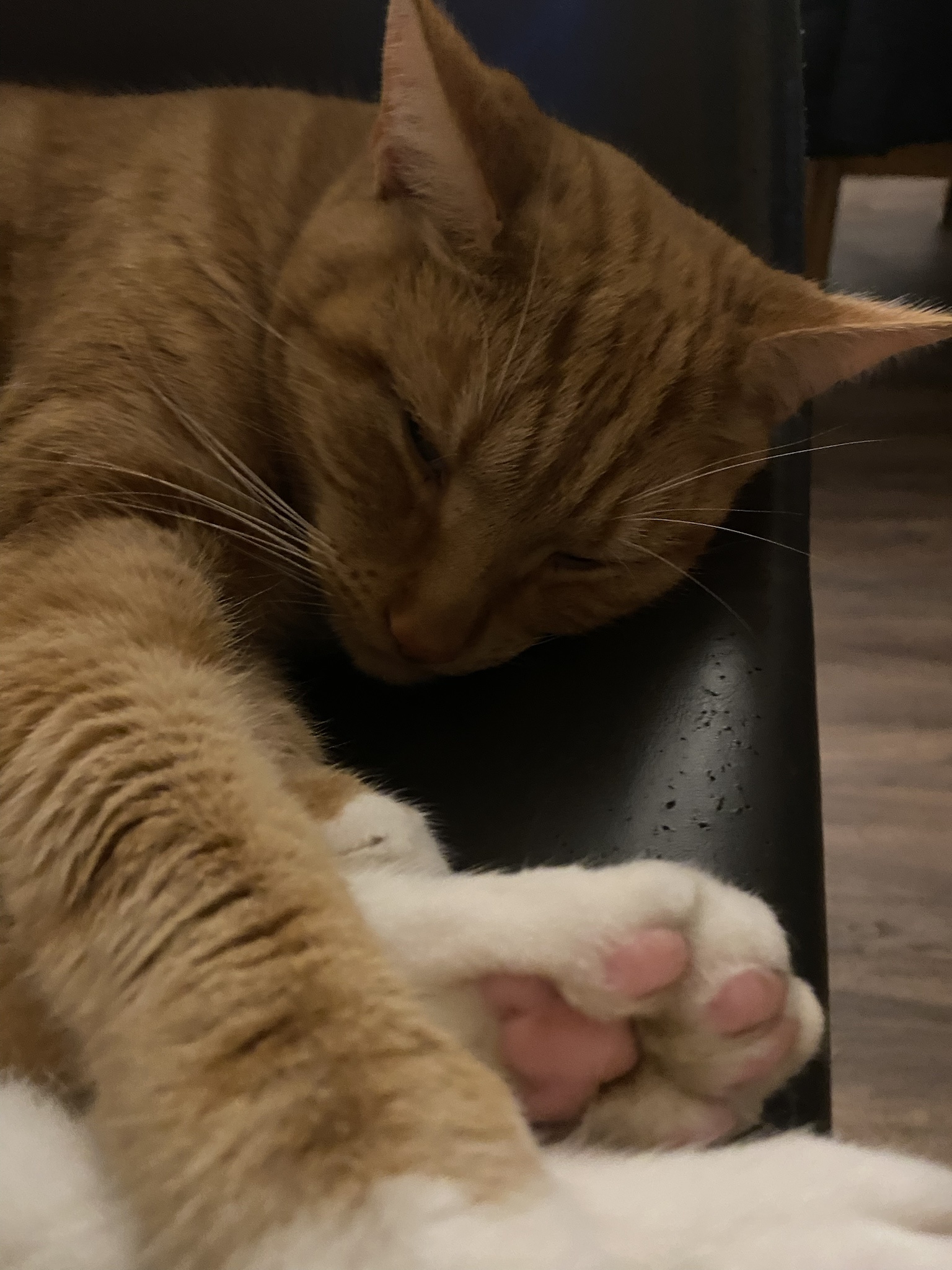 Biscuit's Daily Dose of Cuteness