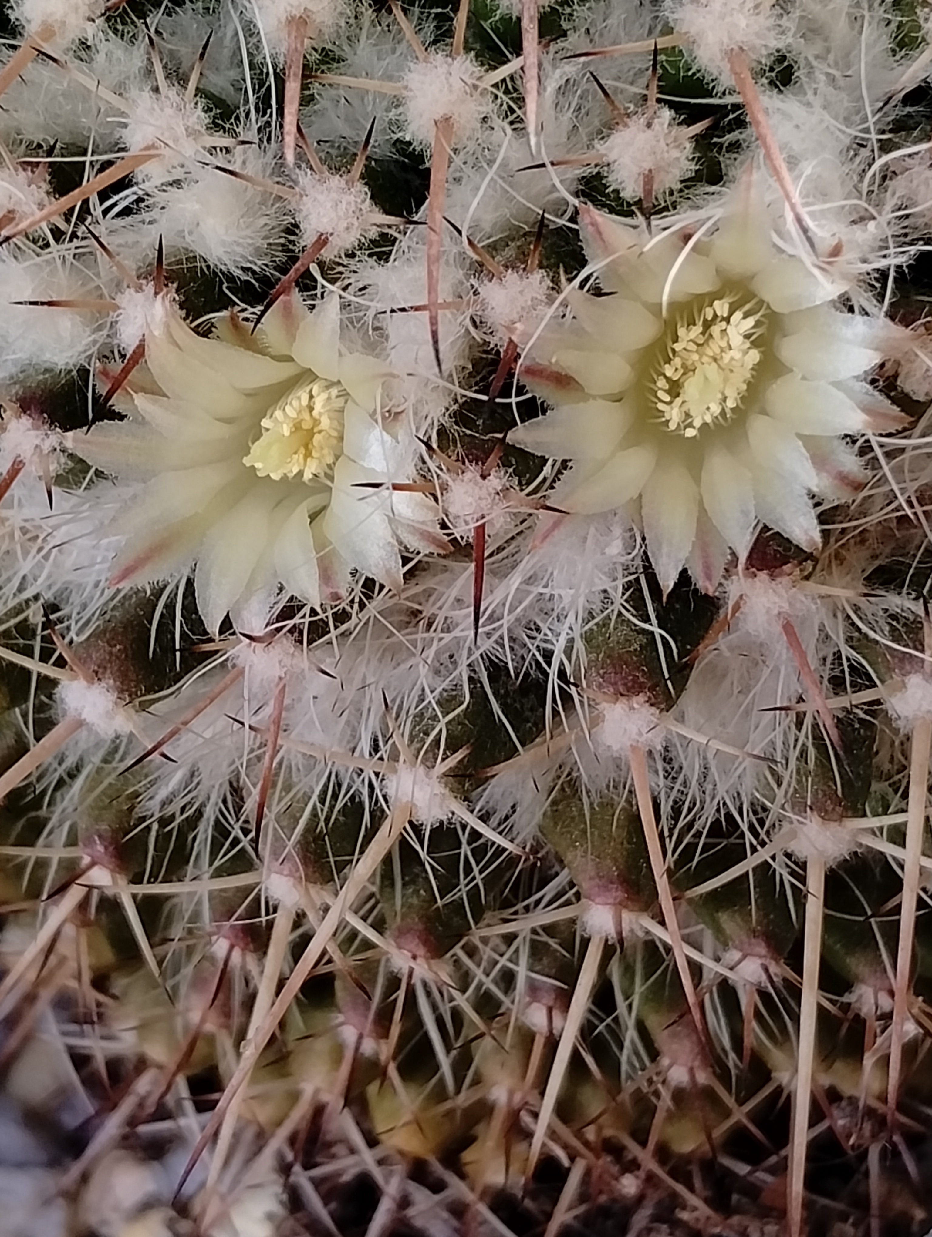 Winter's First Blooms: A Floral Delight