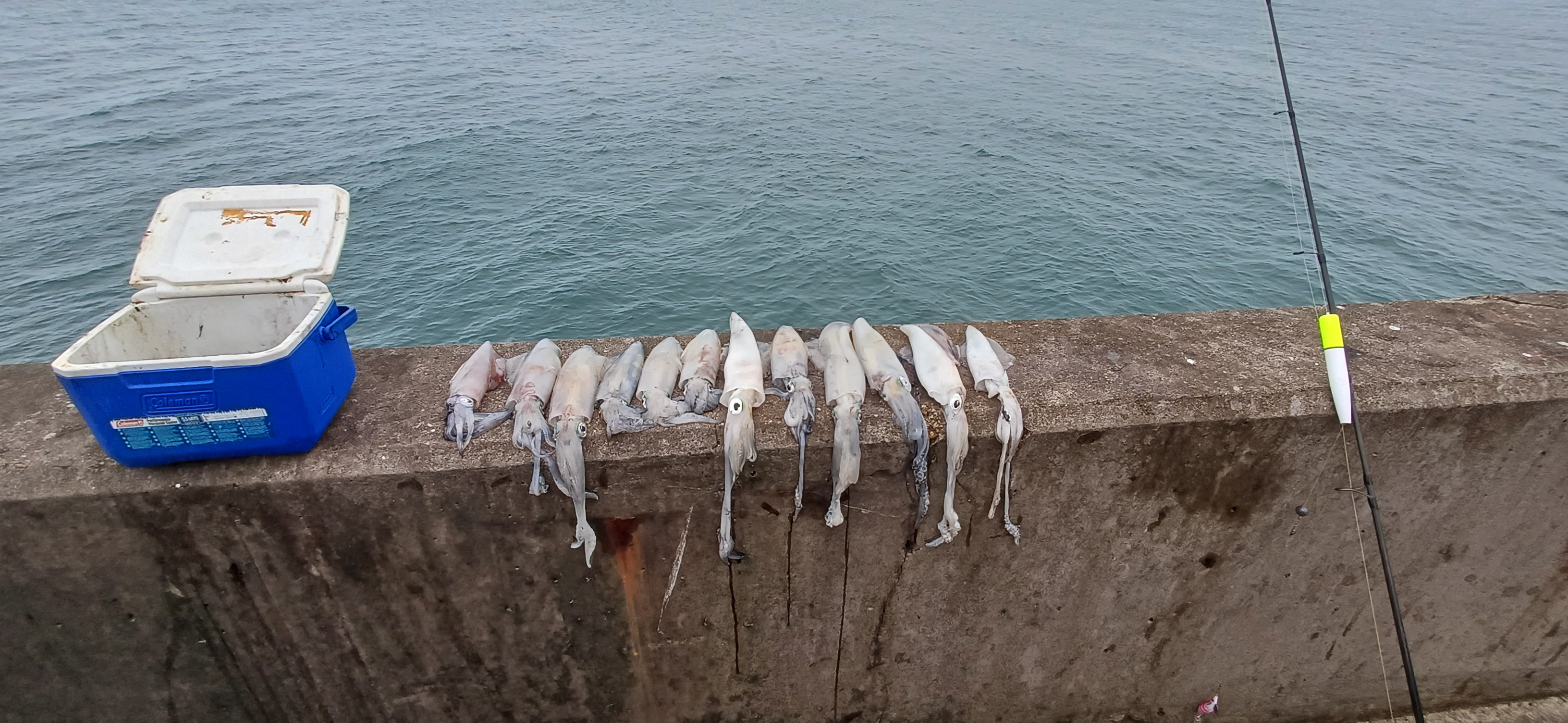 The Morning Catch: A Bounty of Squid!
