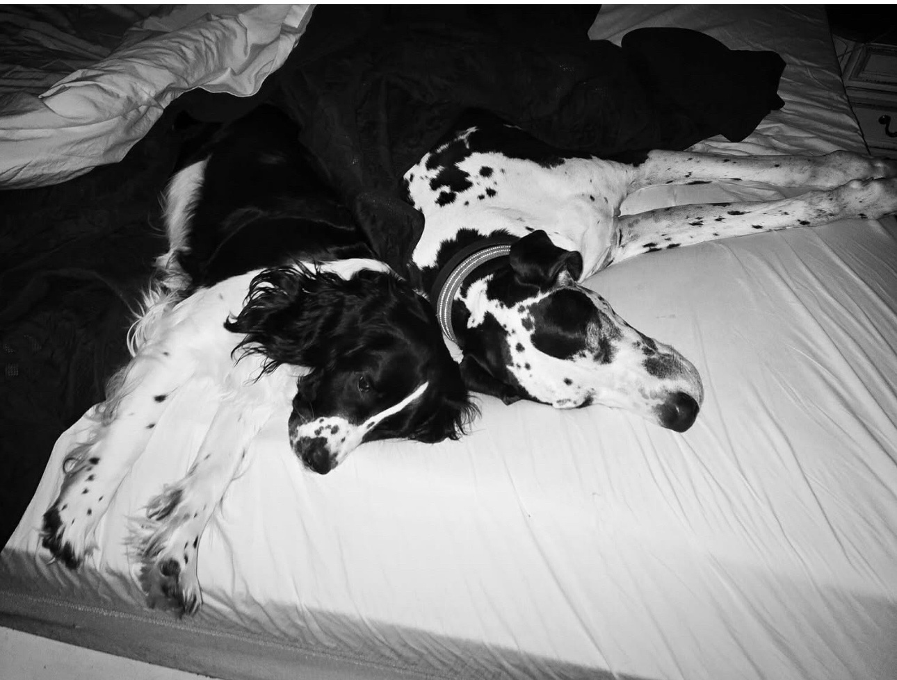 The Adventures of Cookie and Remington