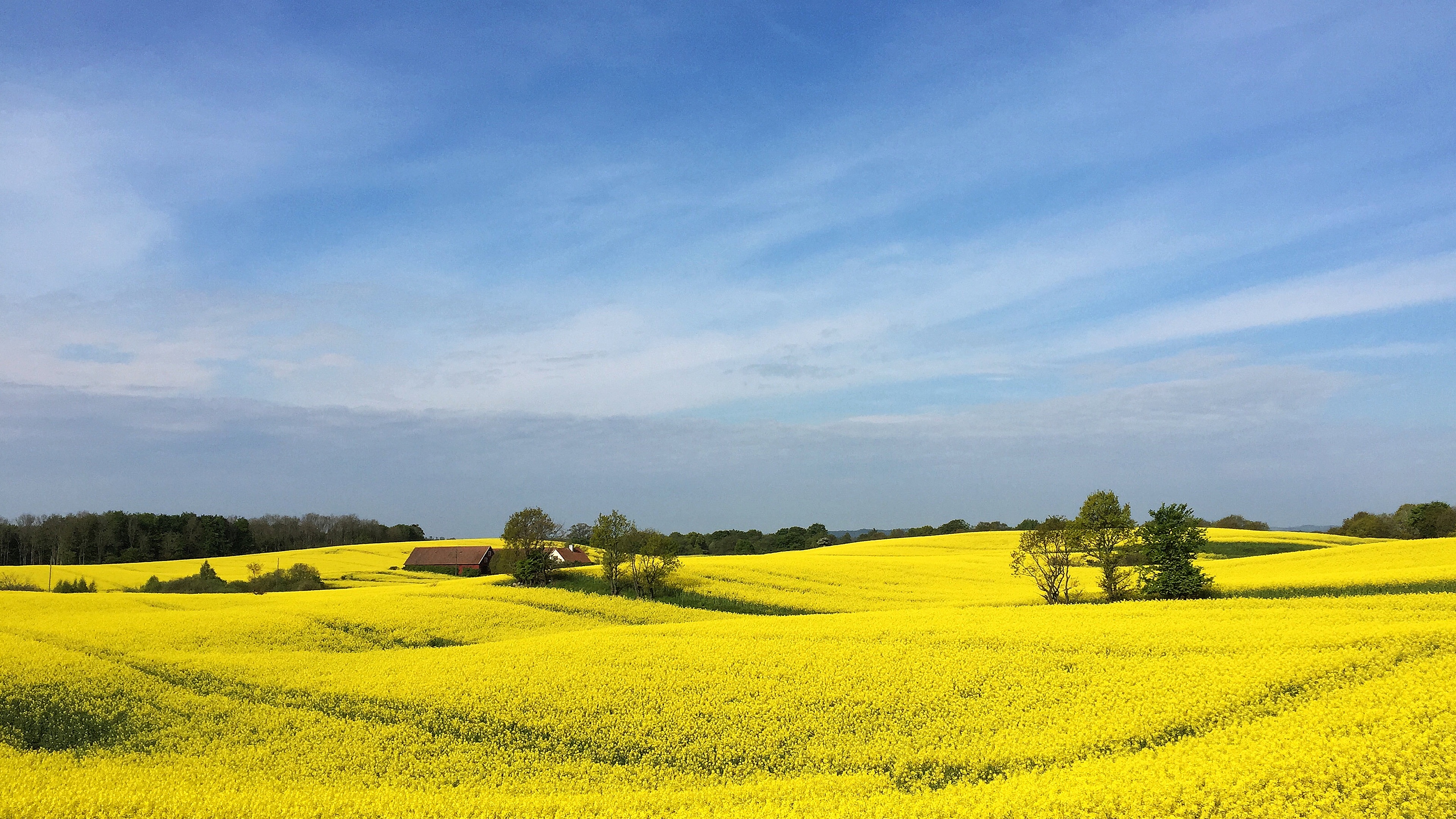 Holy canola oil!