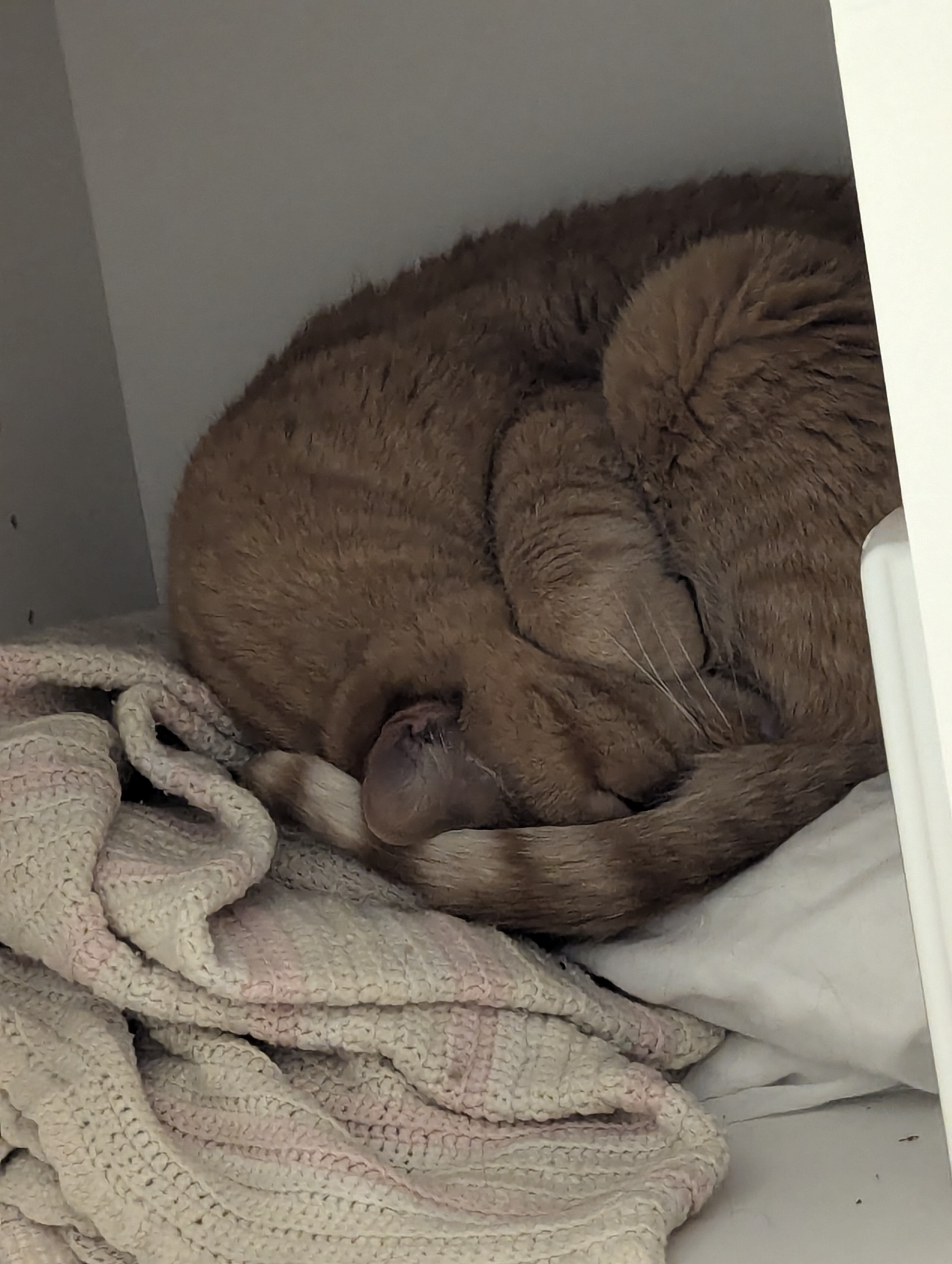 The Enigmatic Fibonacci Cat Unveiled