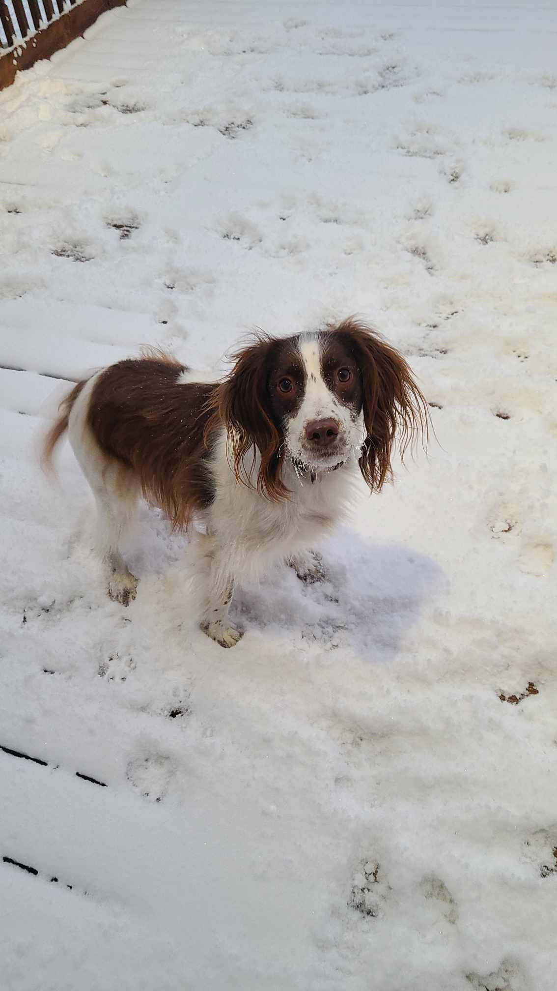 First Snow of 2024: The Young Dog's Excitement