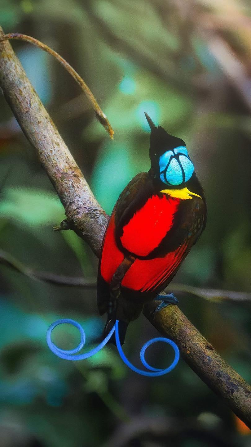 Behold the stunning Wilson's Bird-of-Paradise!