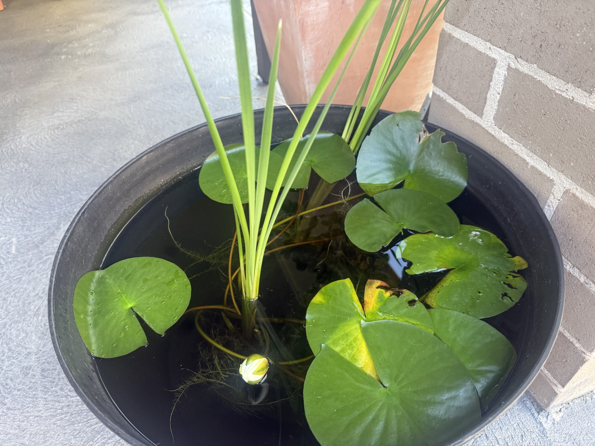 The Water Lily and its very first bloom