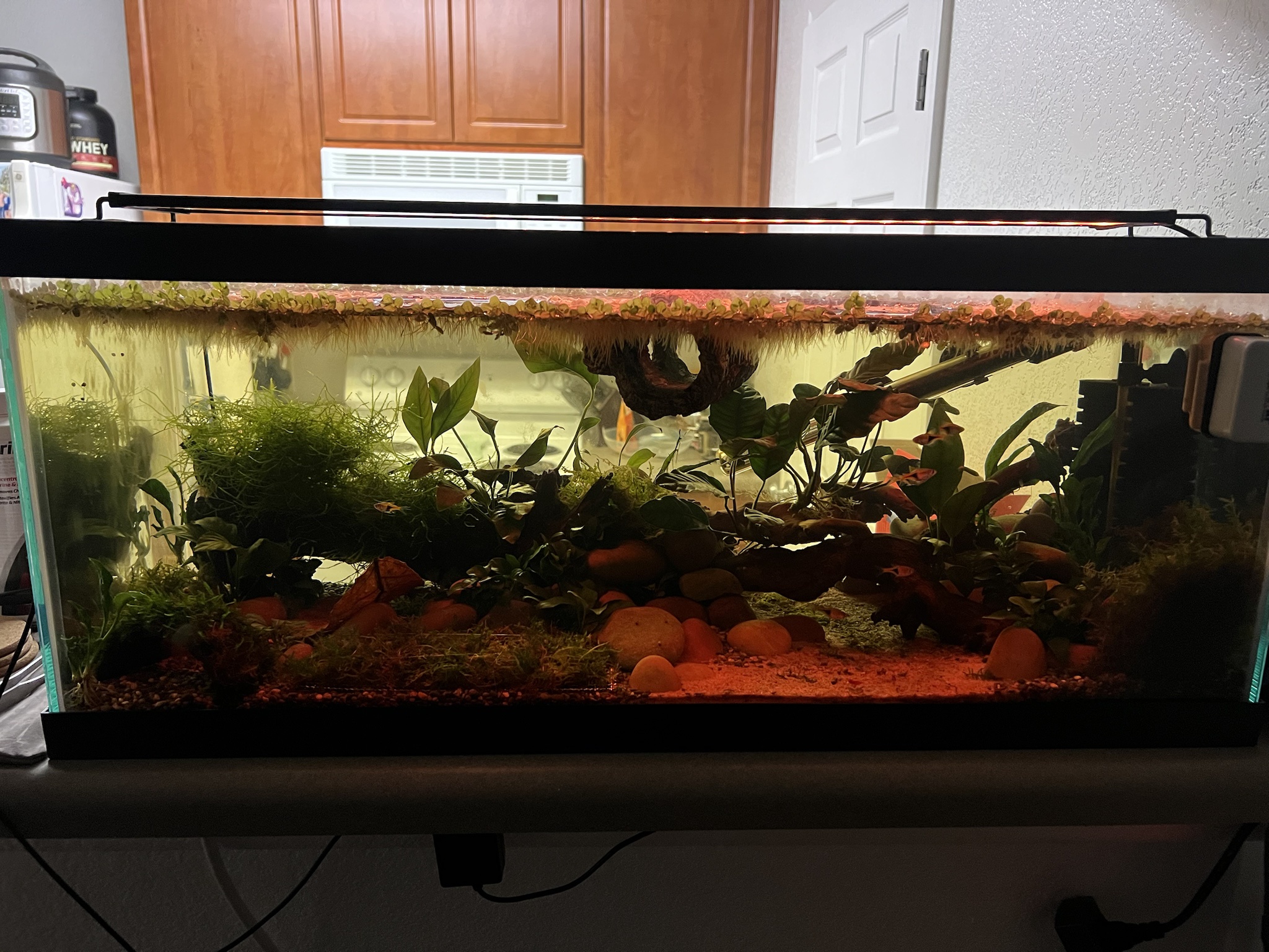 The 20-Gallon Long Aquarium Adventure