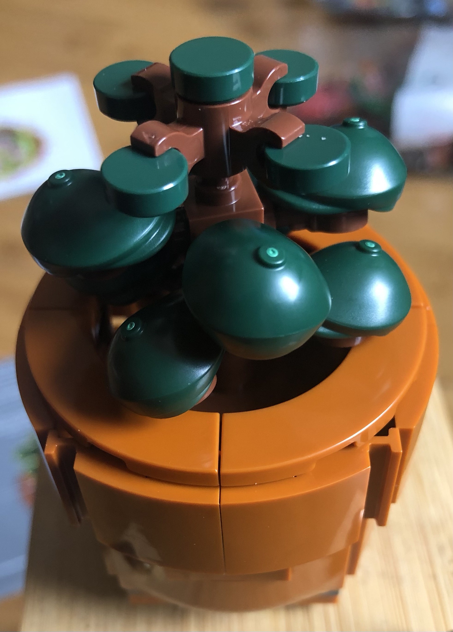 The Beautiful Jade Plant: A Green Gem