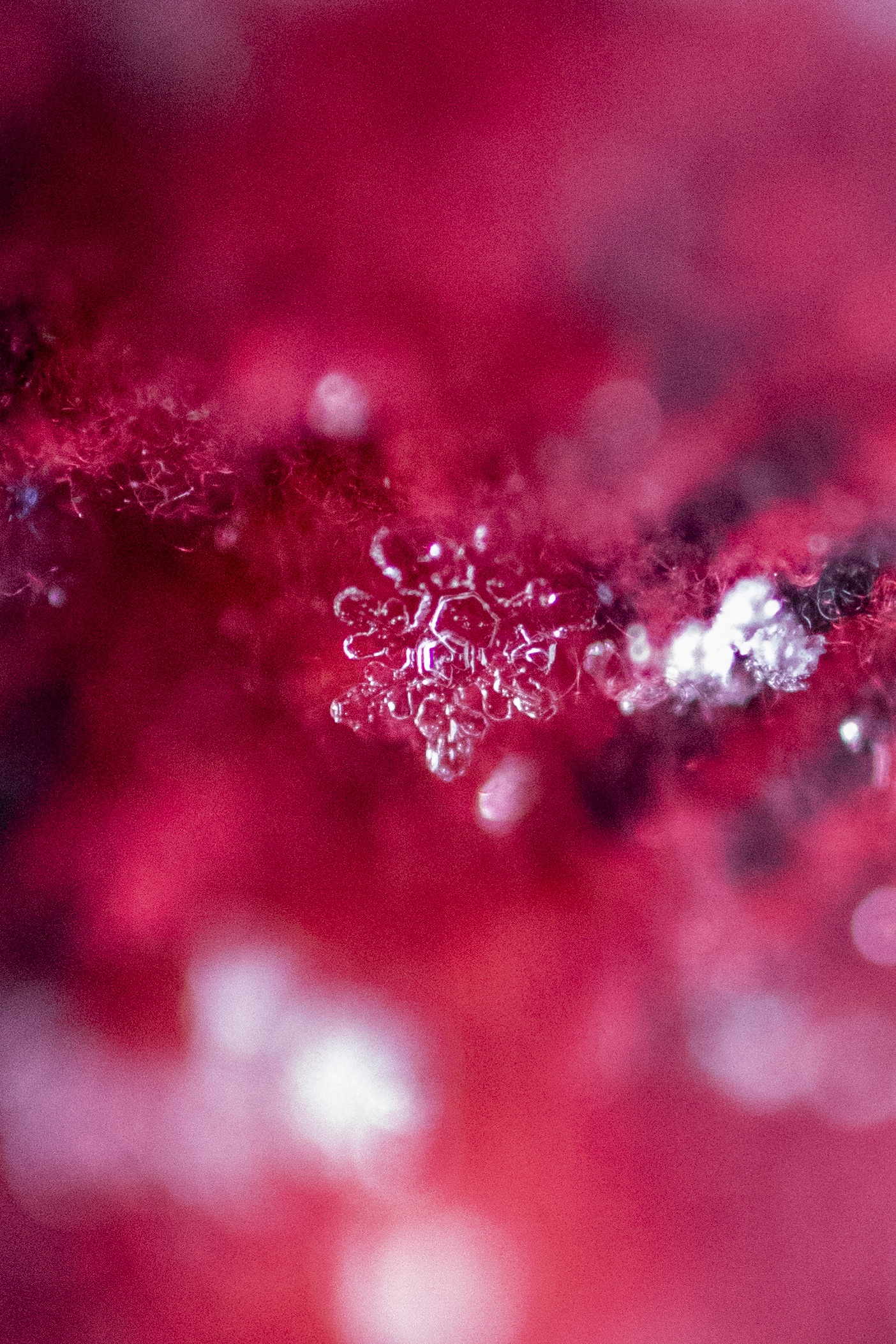 A Delicate Snowflake Adorning My Scarf
