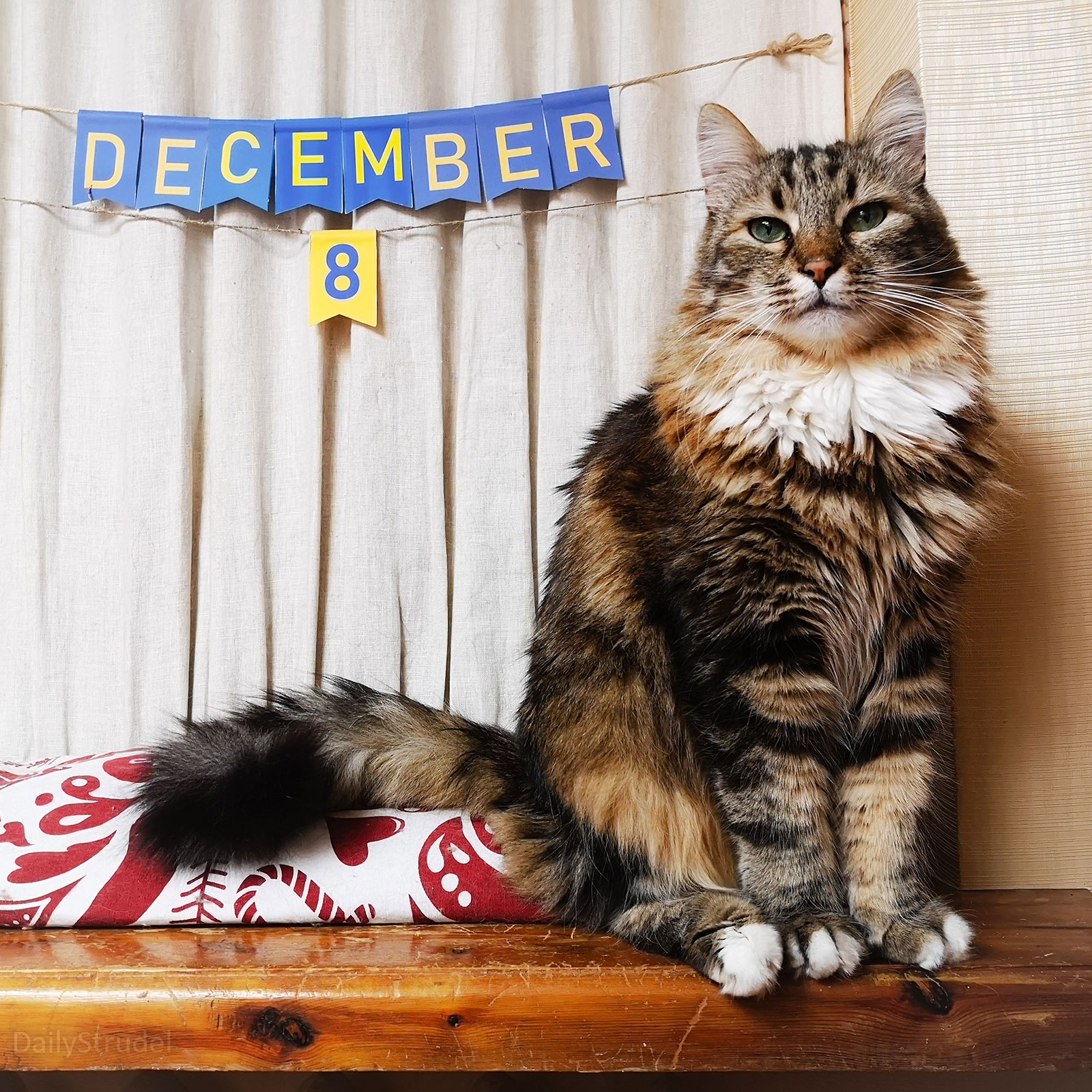 Mark Your Calendars: December 8