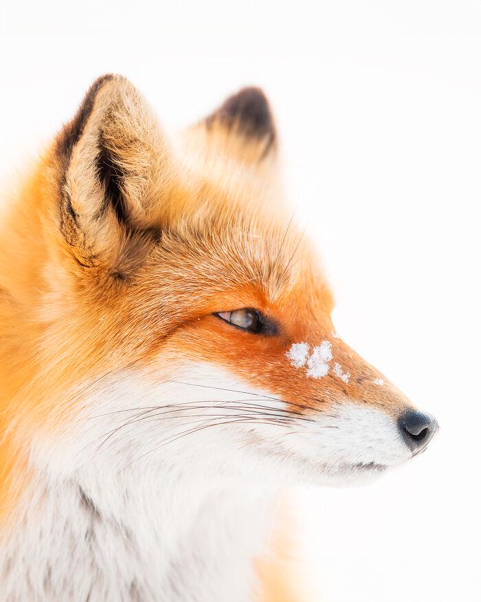An enchanting encounter with a beautiful fox in Biei, Hokkaido, captured by the talented Daniel Kordan.