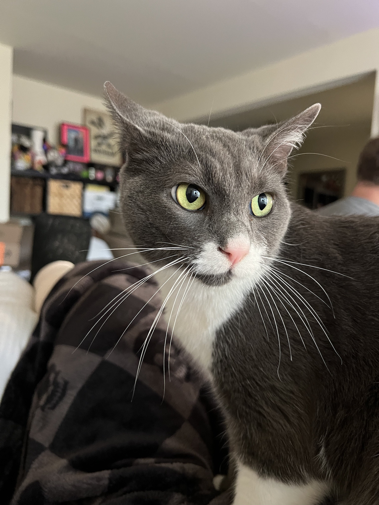 Why Cats Are the Ultimate Caregivers