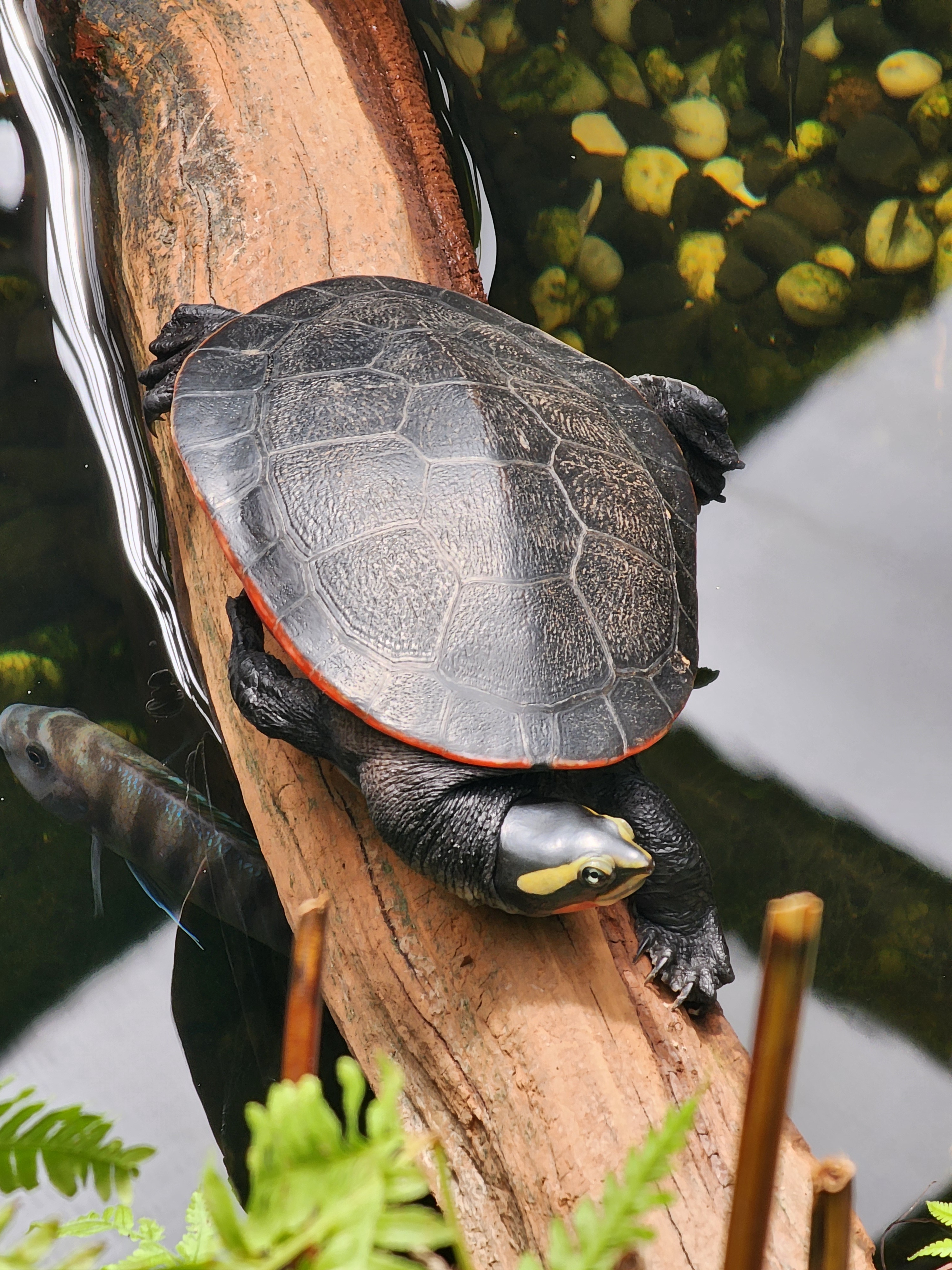 Meet the Colorful Painted Turtle at Butterfly Creek