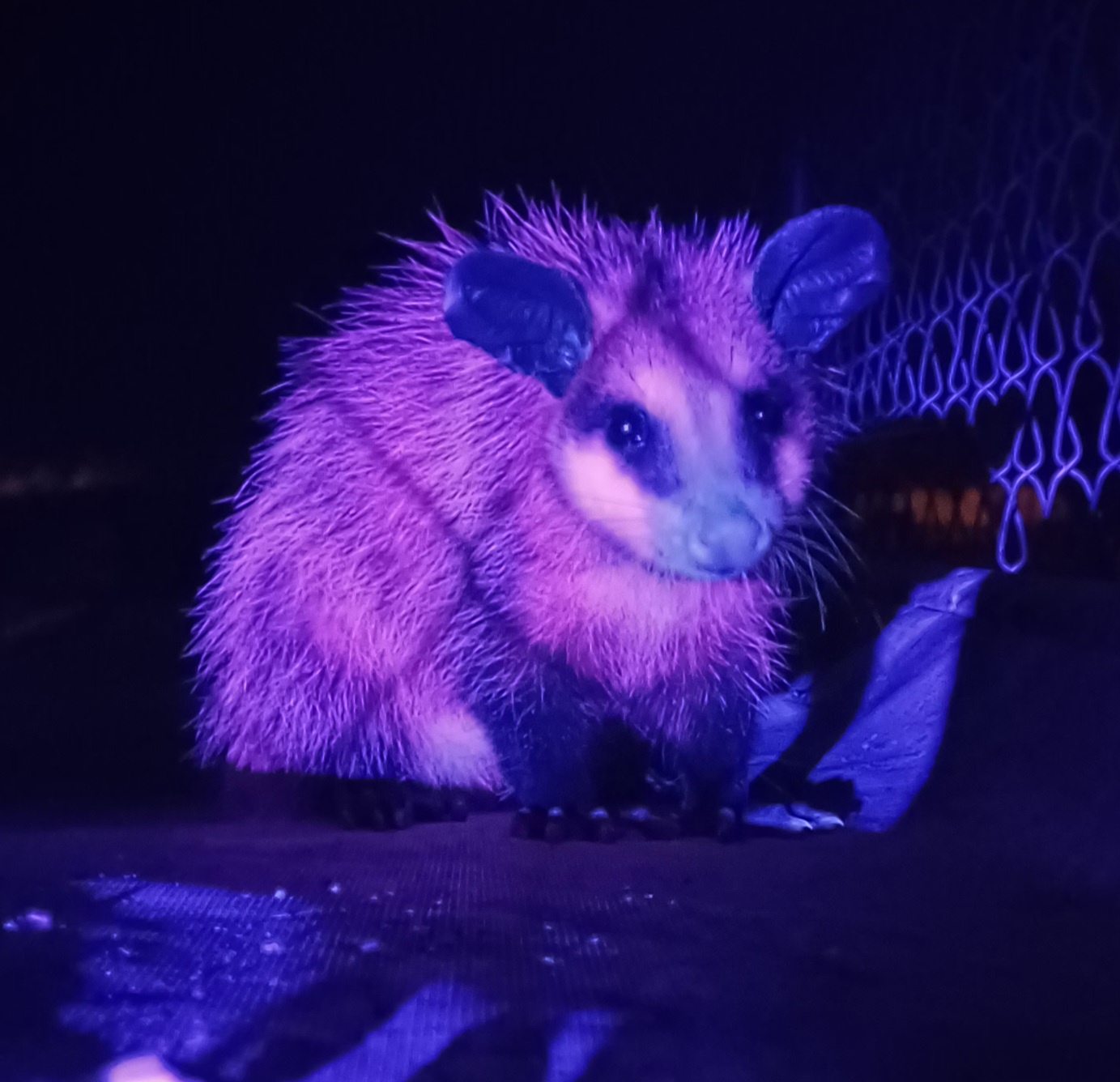 Did You Know Opossums Glow Bright Pink Under Blacklight?