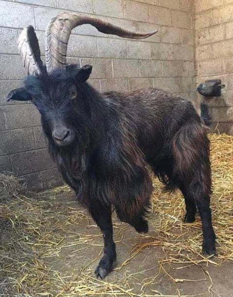 Meet Black Phillip, the Goat with Attitude