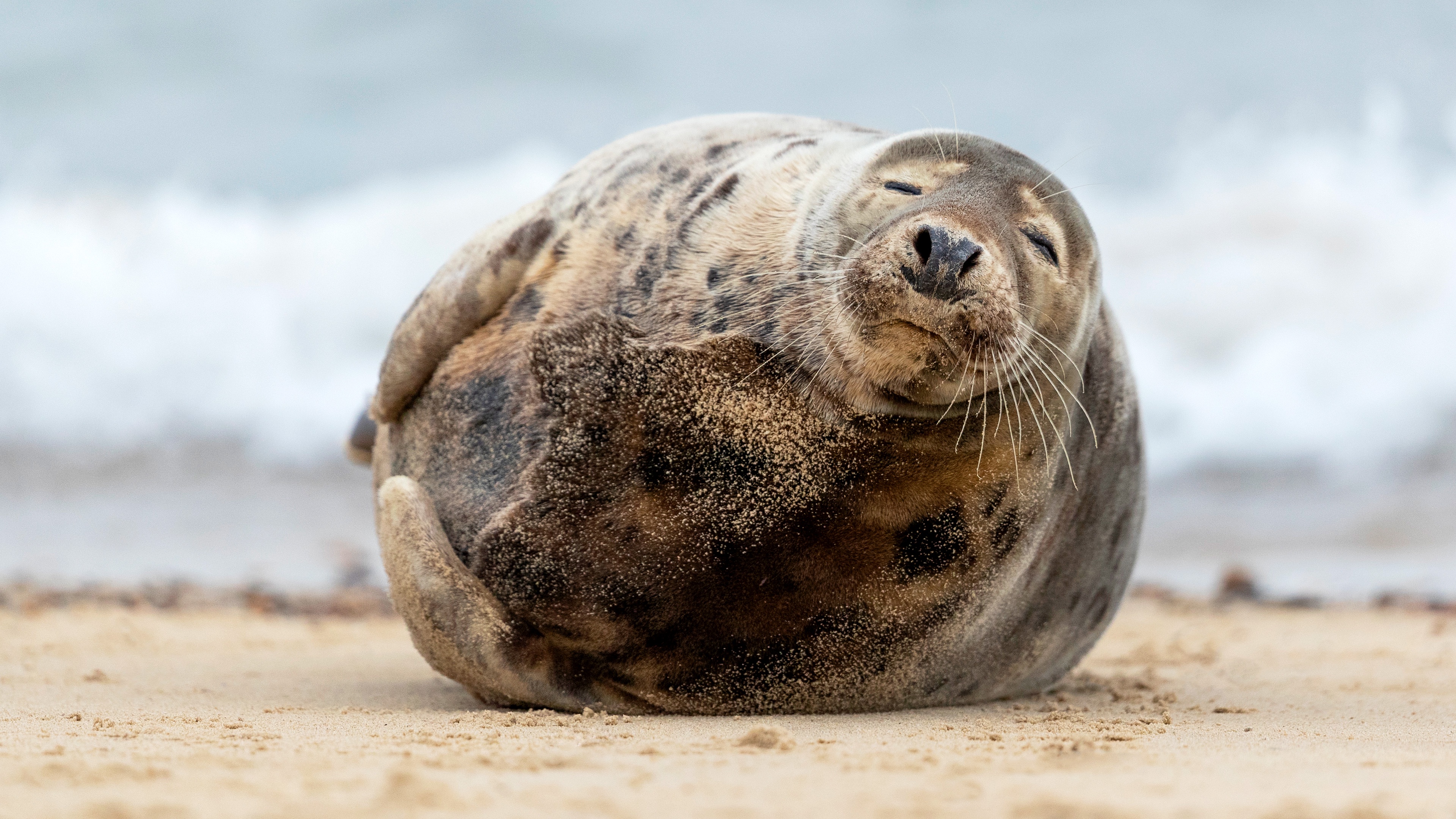 Meet the stout seal that stole our hearts