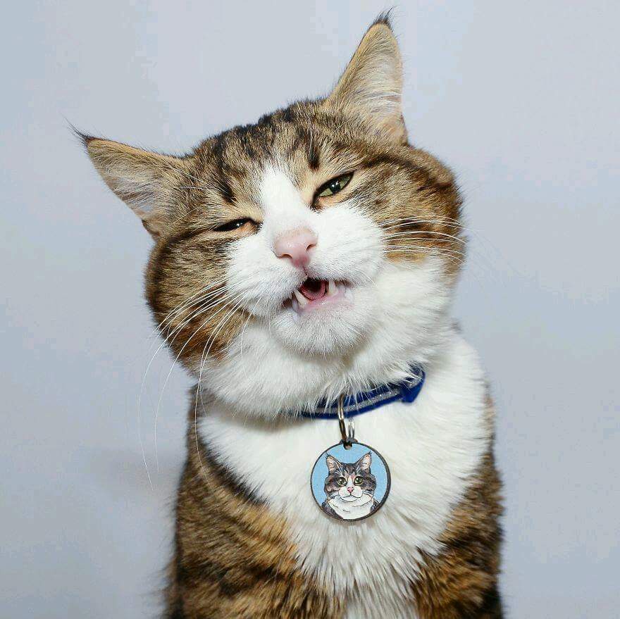 Disinterested Cat Shows Total Indifference