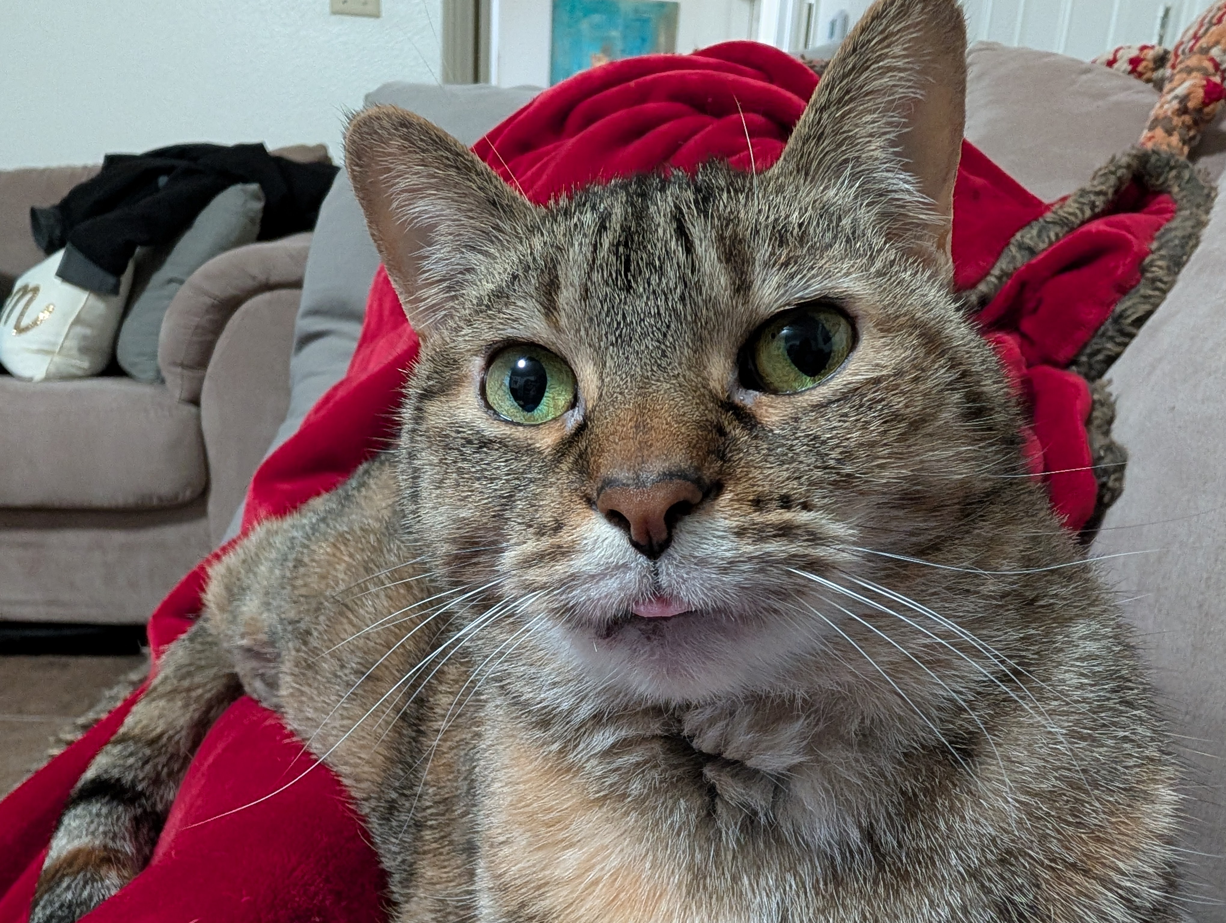 The Adorable Blep Moment
