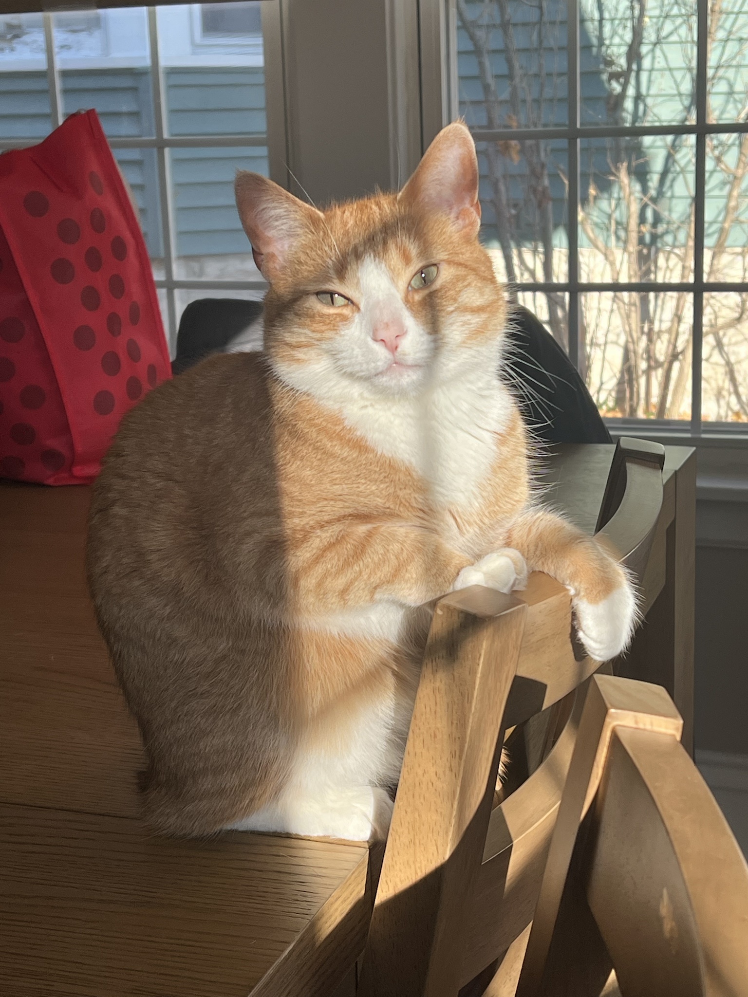 A Majestic Boy Soaking Up the Sunshine