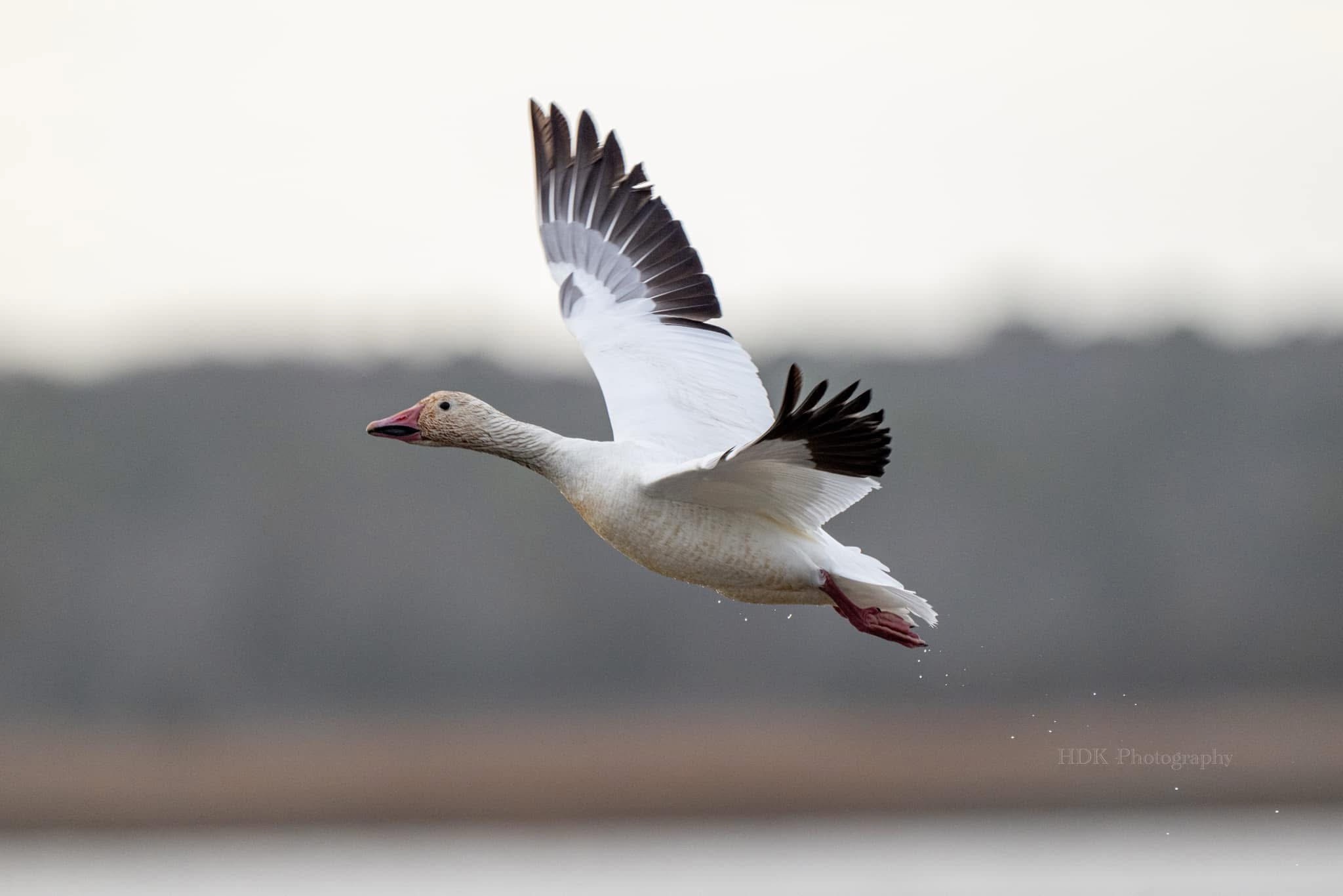 A flock of Snow Geese: Nature's stunning spectacle