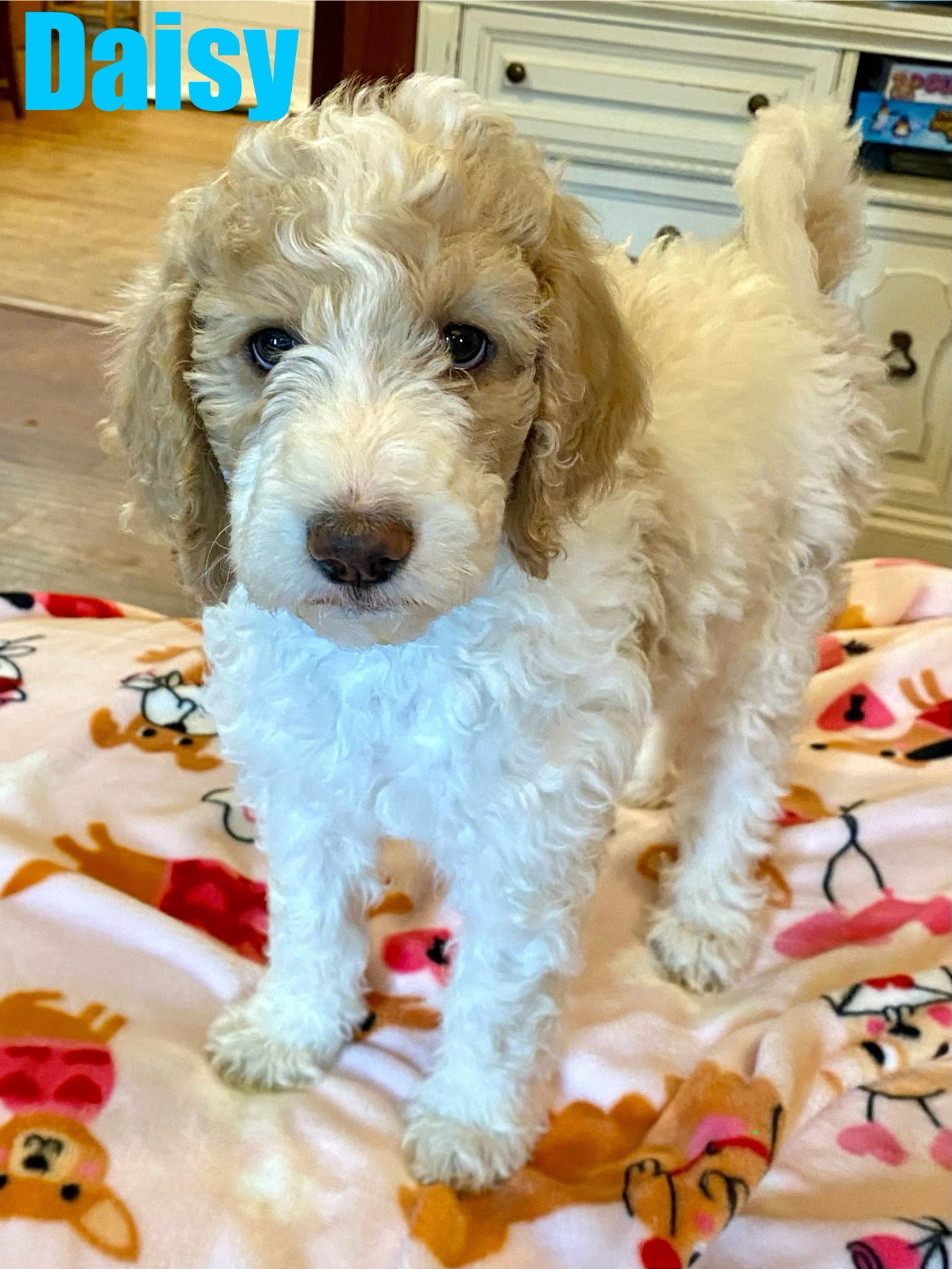 Adorable 8-Week-Old Standard Poodles Ready to Steal Your Heart