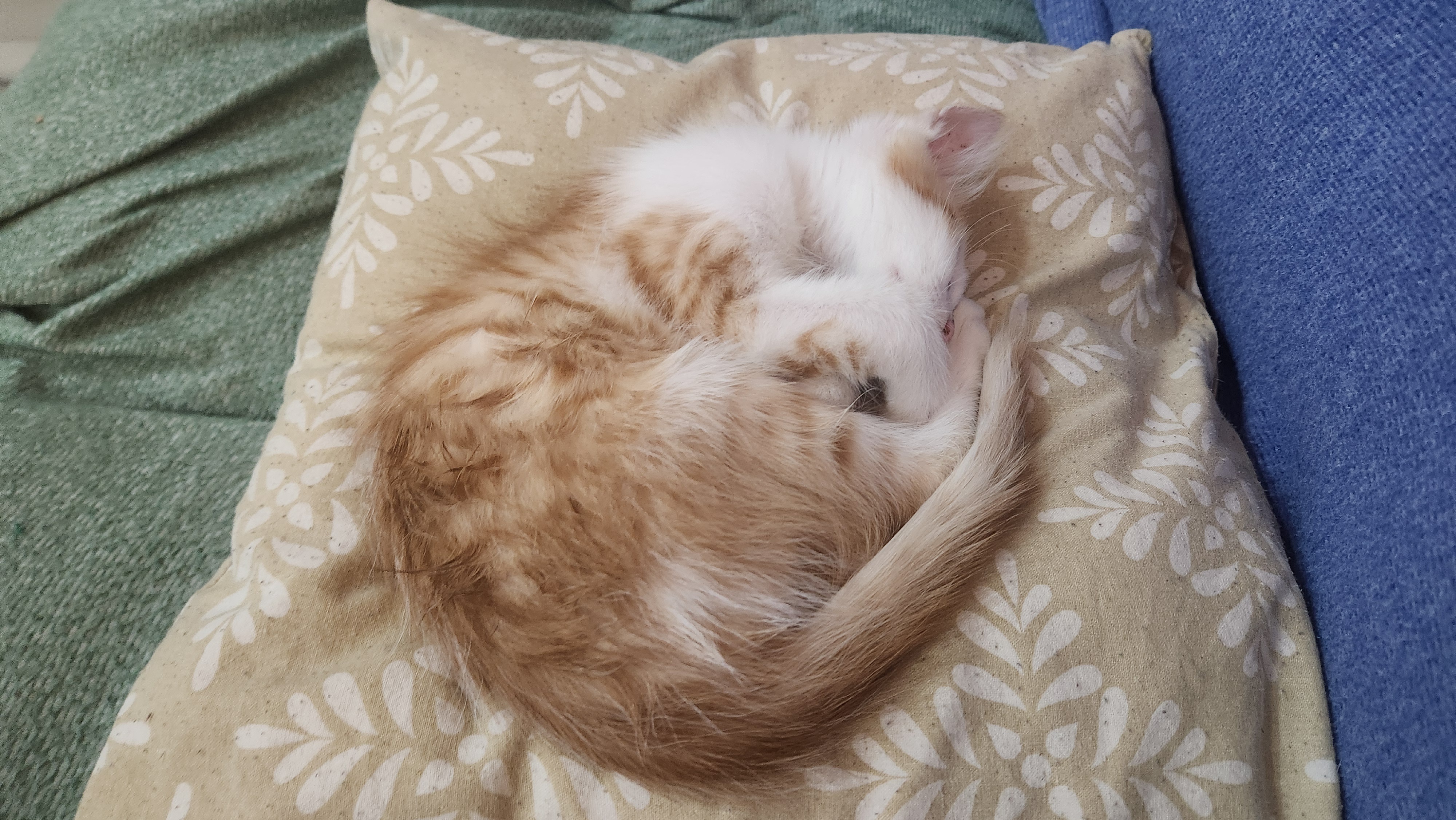 Adopt a Kitten: Your New Furry Friend Awaits