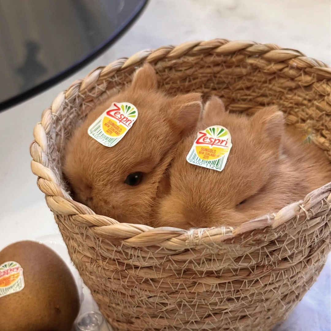 Delicious Kiwi Buns: A Tasty Treat