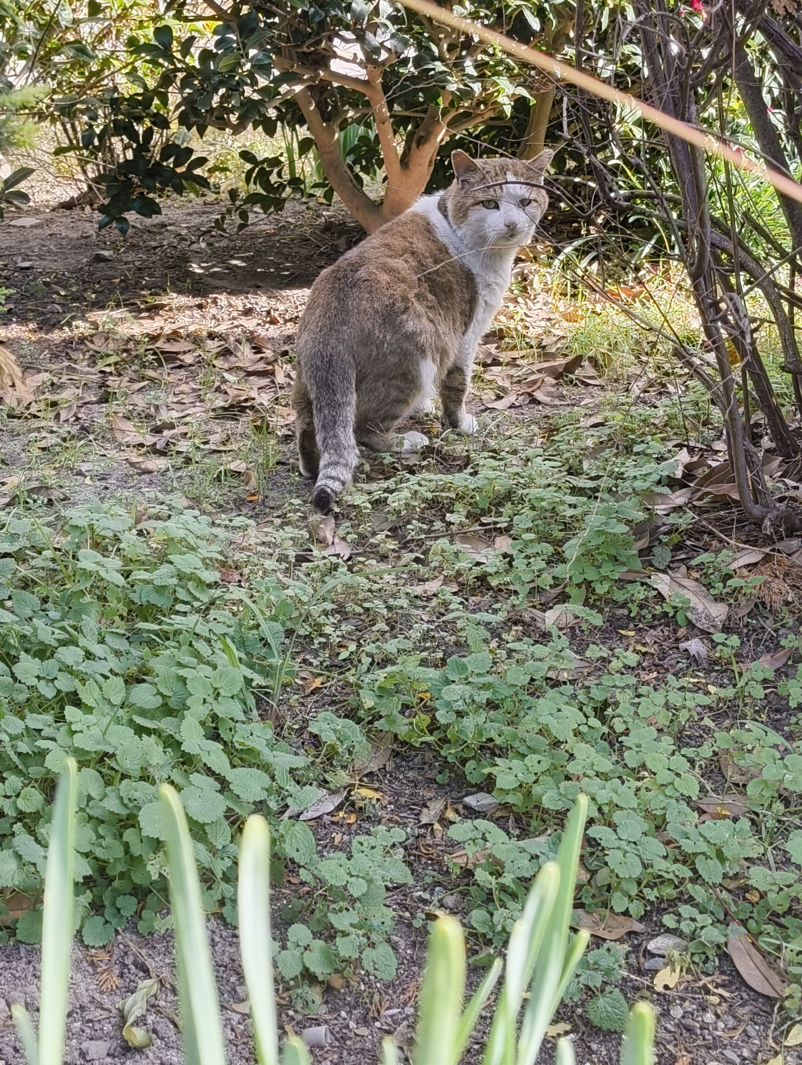 Adorable Cat Moments