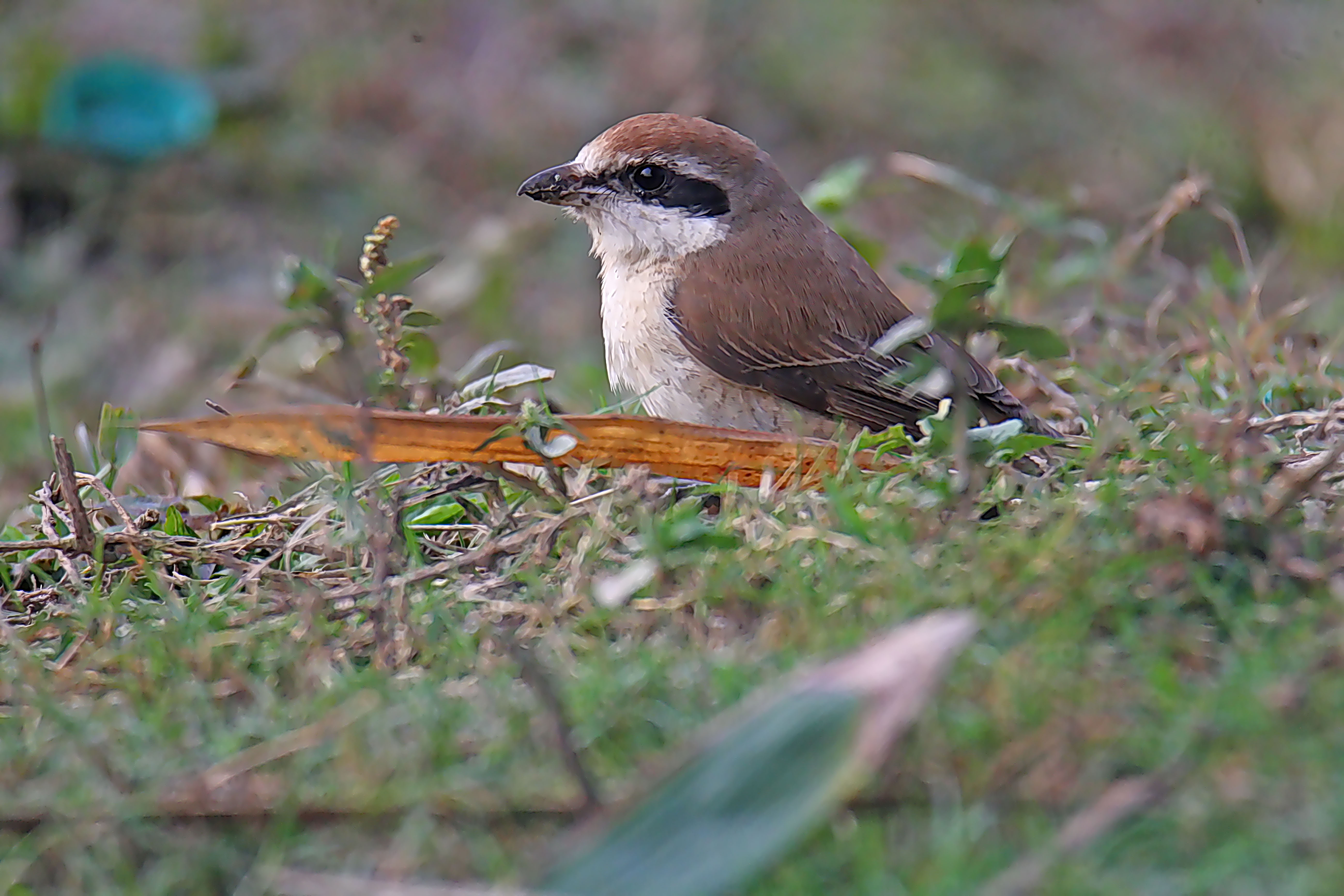 Meet the Bull Headed Shrike: A Fascinating Bird