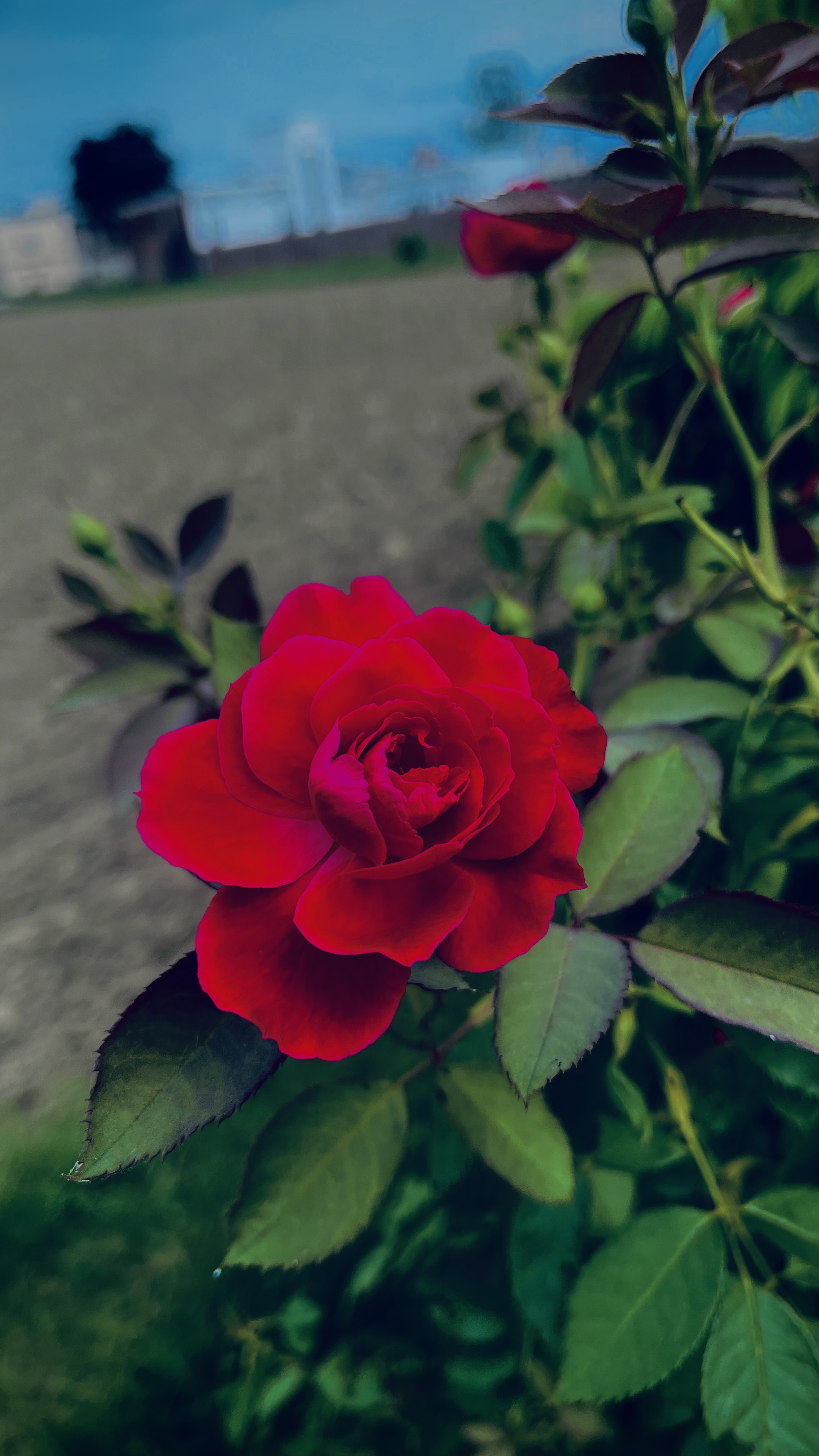 Who loves nature photography? Here’s a beautiful rose!