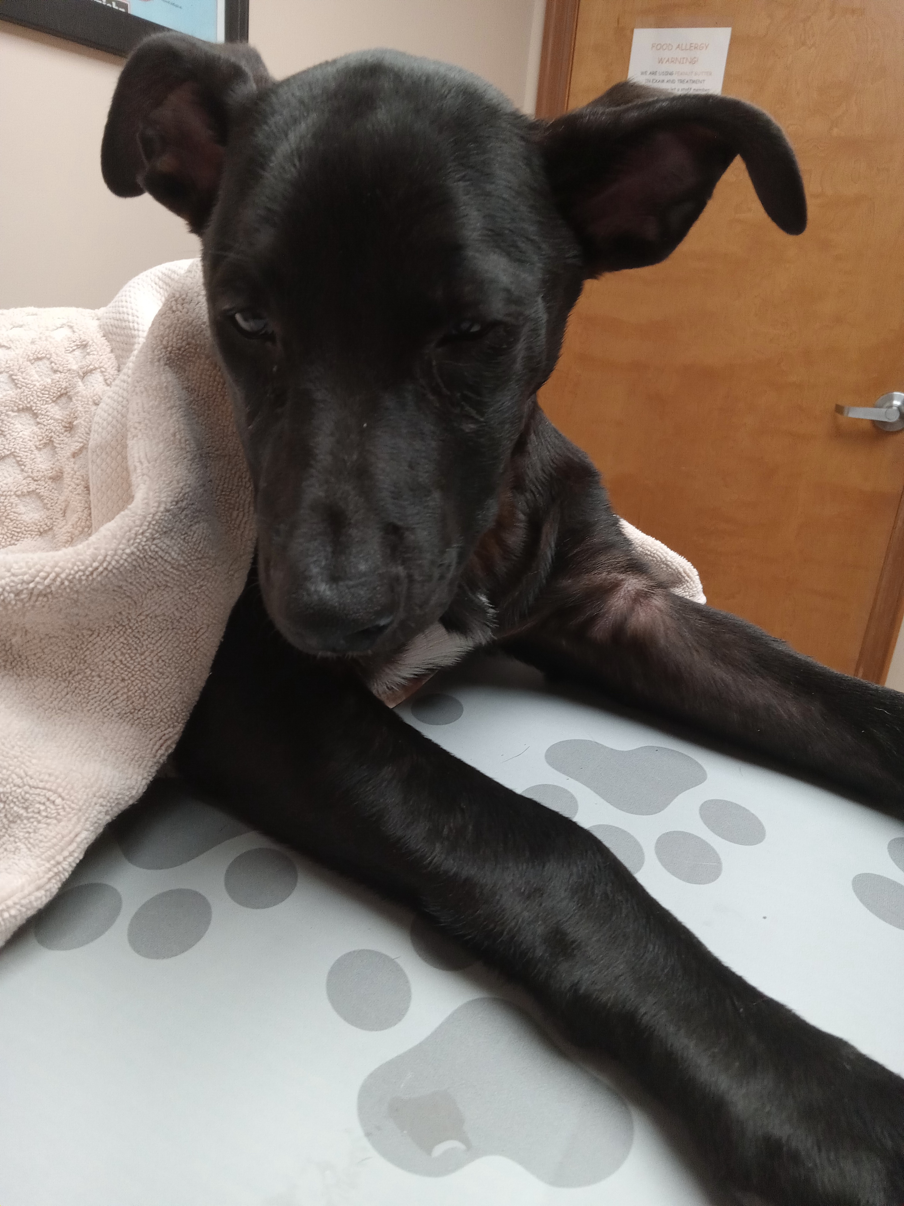 Desperate Plea: Struggling to Afford My Dog's Vet Bill