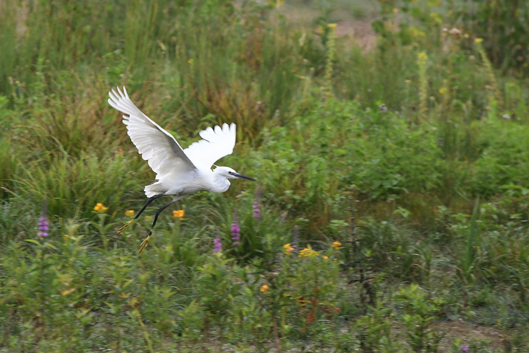 Aigrette Garzette: Another Look from France, Vienne Department, 08/24