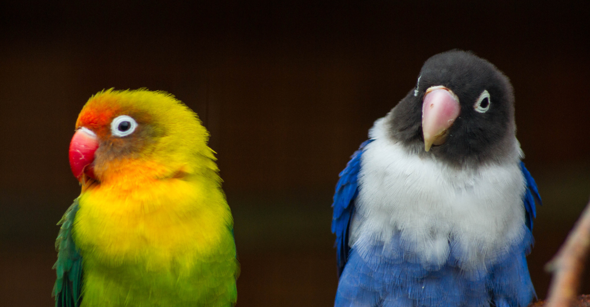 Lovebirds in their natural habitat.