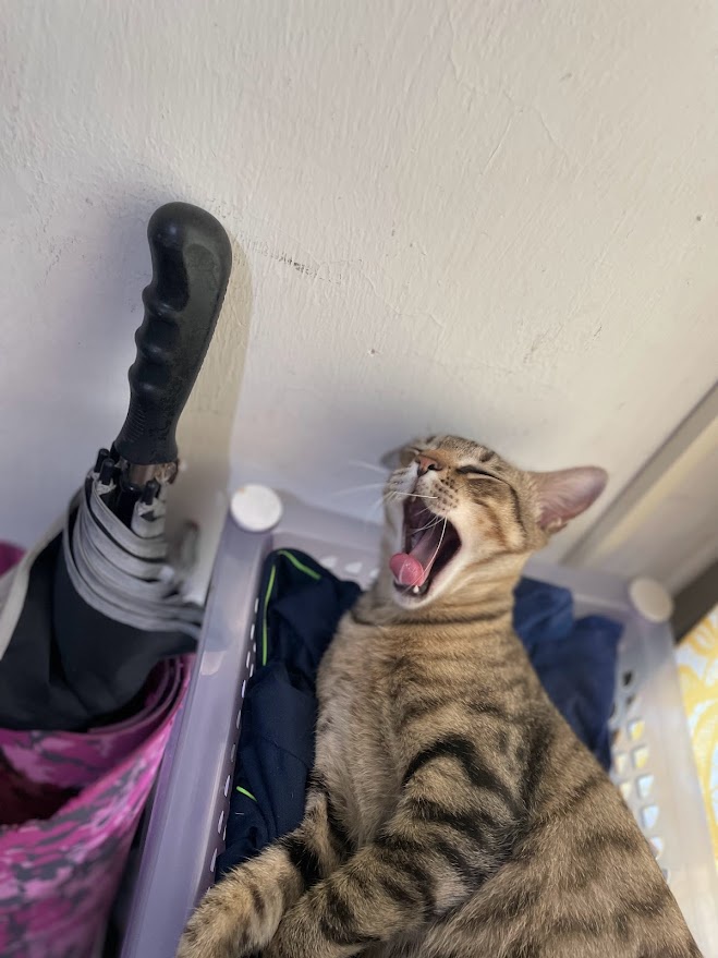 Another Day in the Life of a Cat