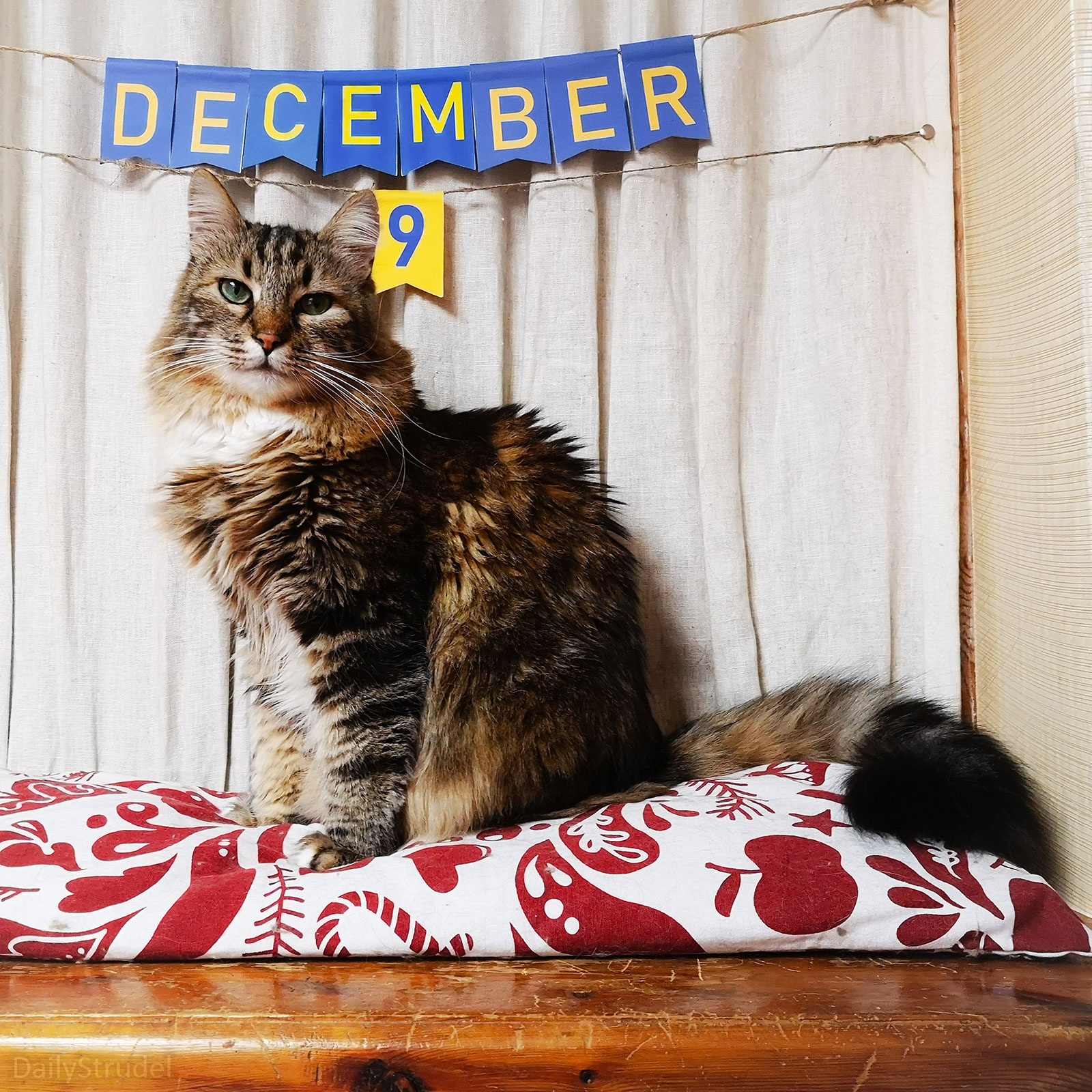 Mark Your Calendars: December 9 is Here!