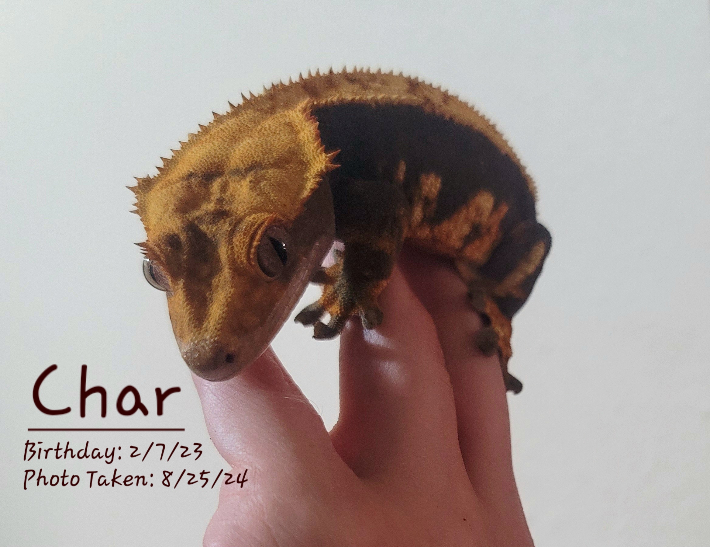 Meet the Adorable Baby Dragon!