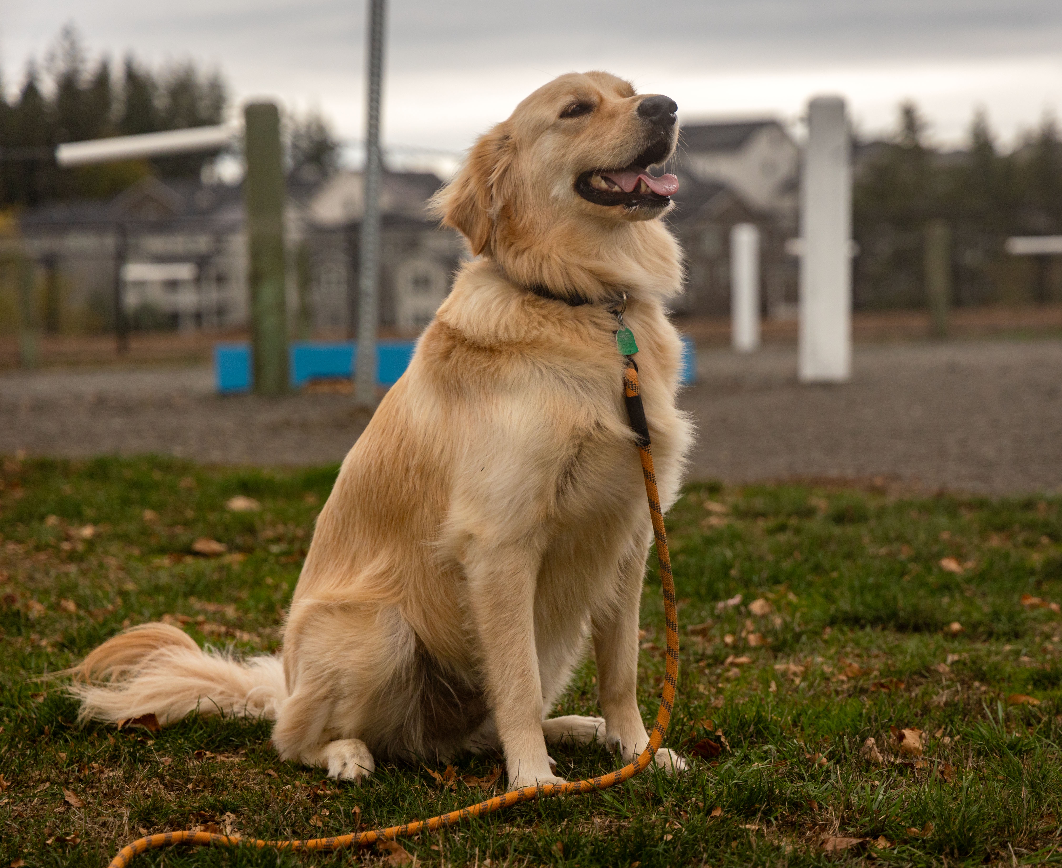 Cooper's Special Lady Friend Enjoying a Day at the Park