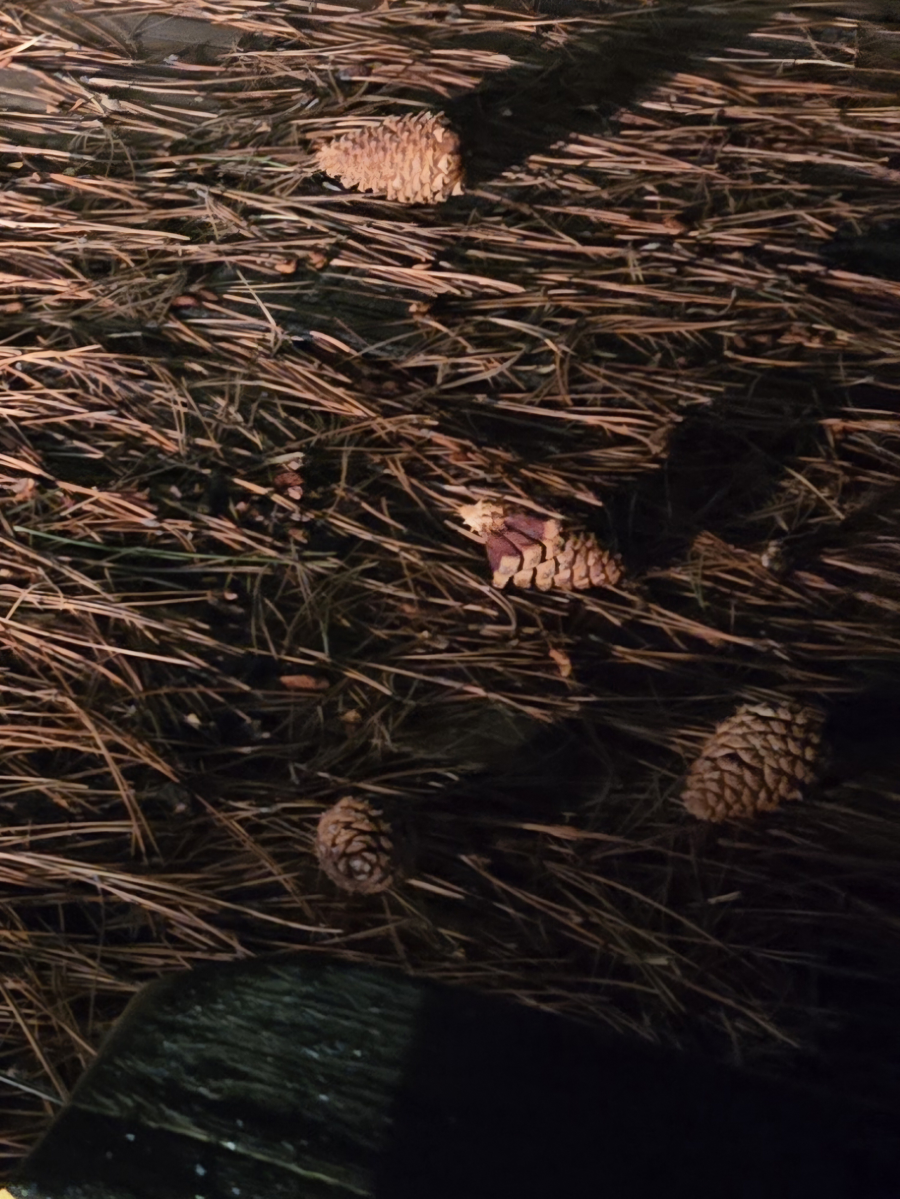 Pinecones illuminated by car headlights on a late night adventure
