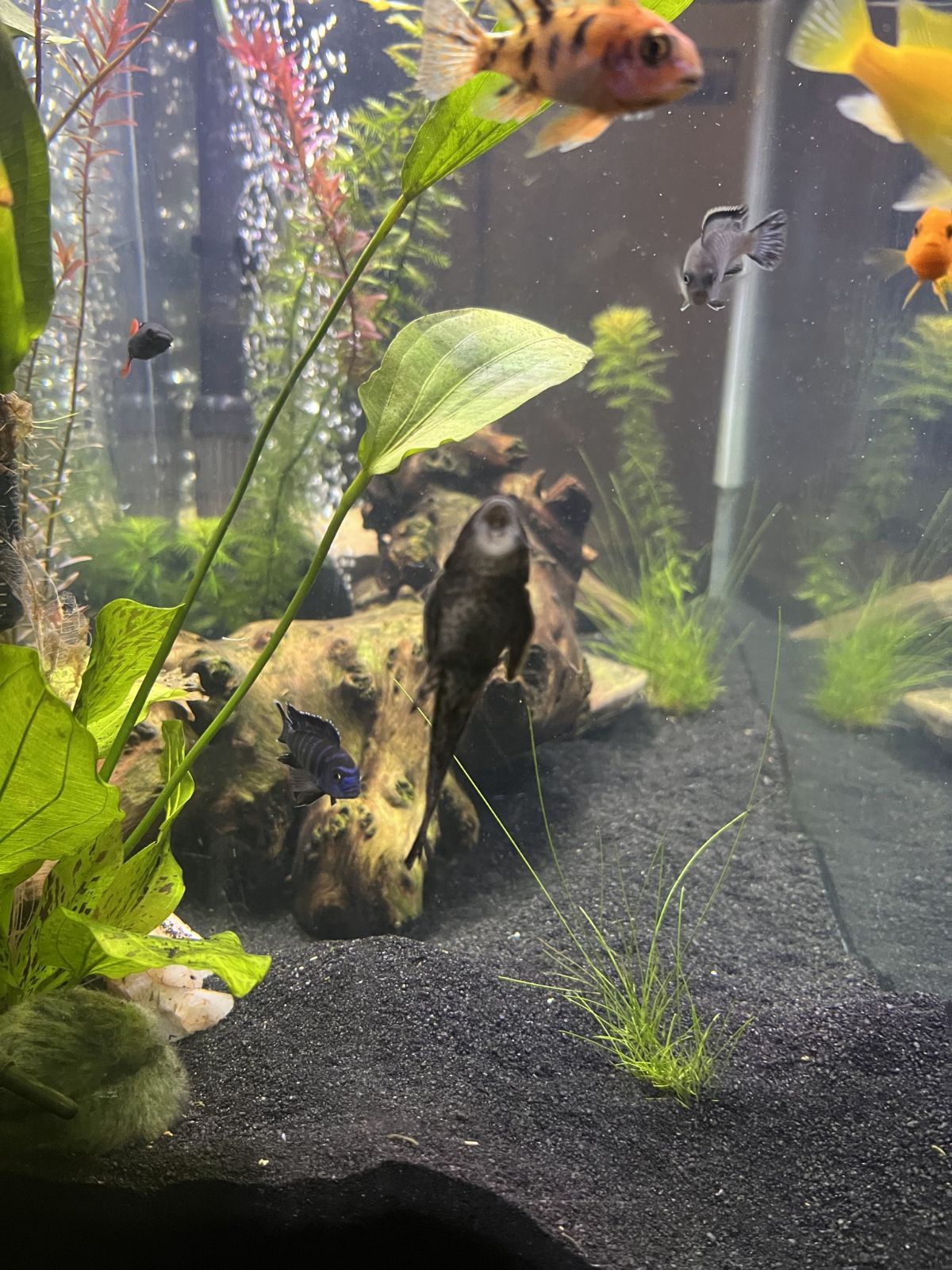 Check out my cichlids flexing their tough side!