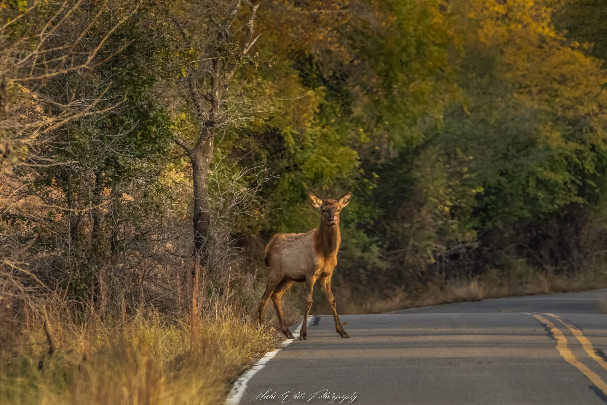 Adorable Baby Elk: Nature's Cuteness Overload