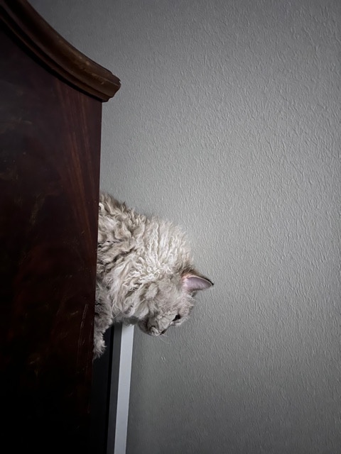 Wait, Is That a Spider I See?