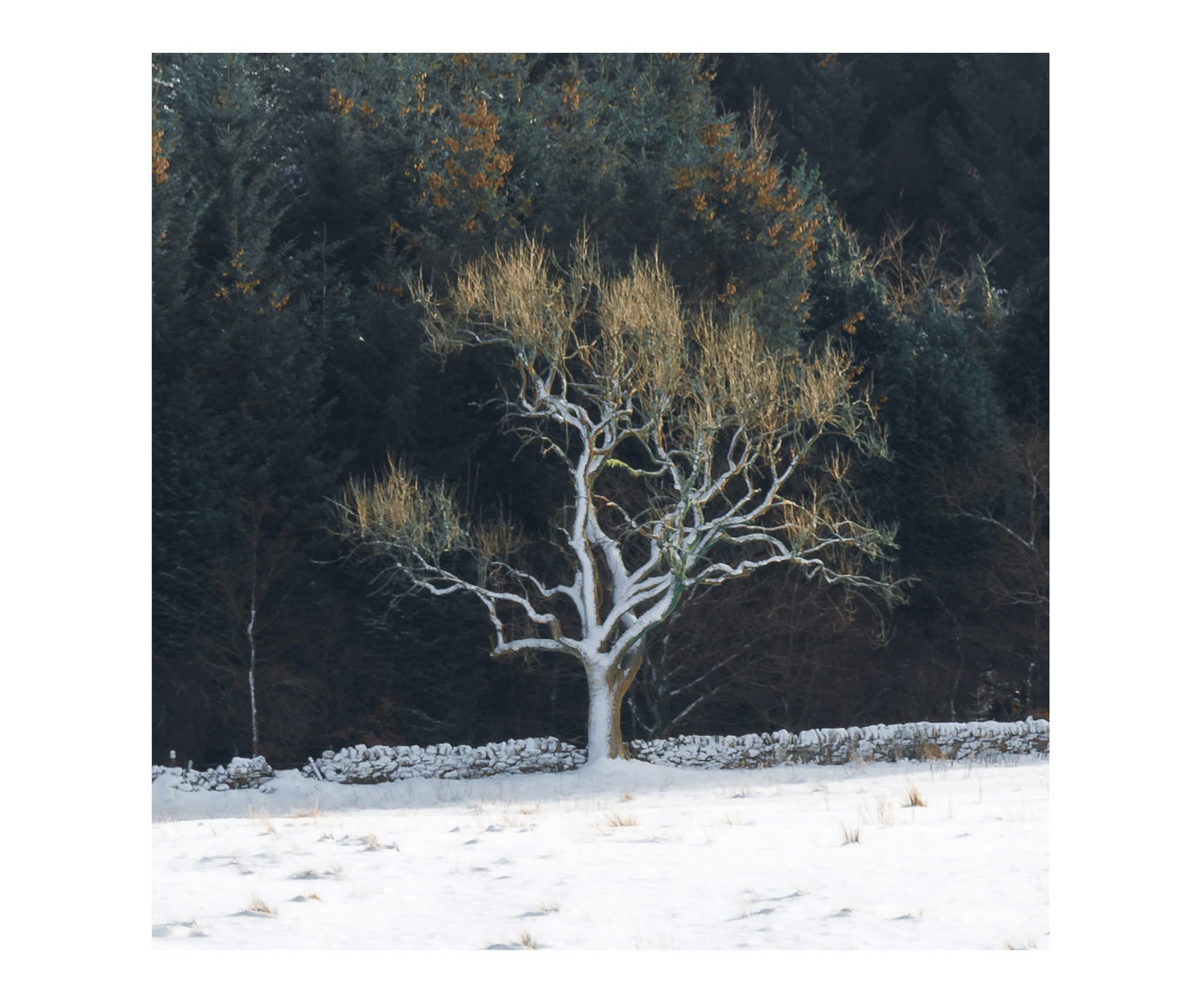 A Majestic Winter Tree: Nature's Beauty in the Cold