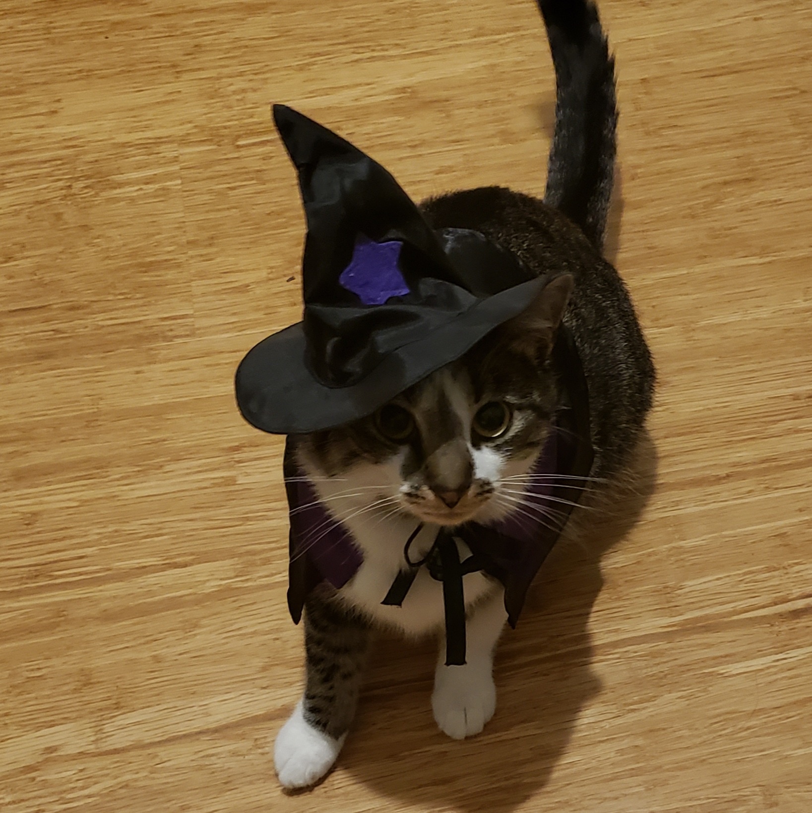 Adorable Little Monster's Halloween Costume for 2024