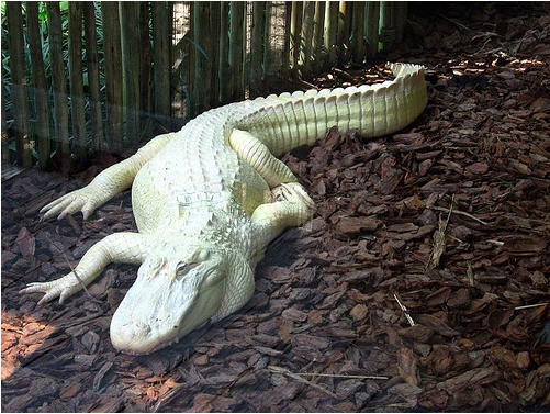 Fascinating albino animals in the wild.